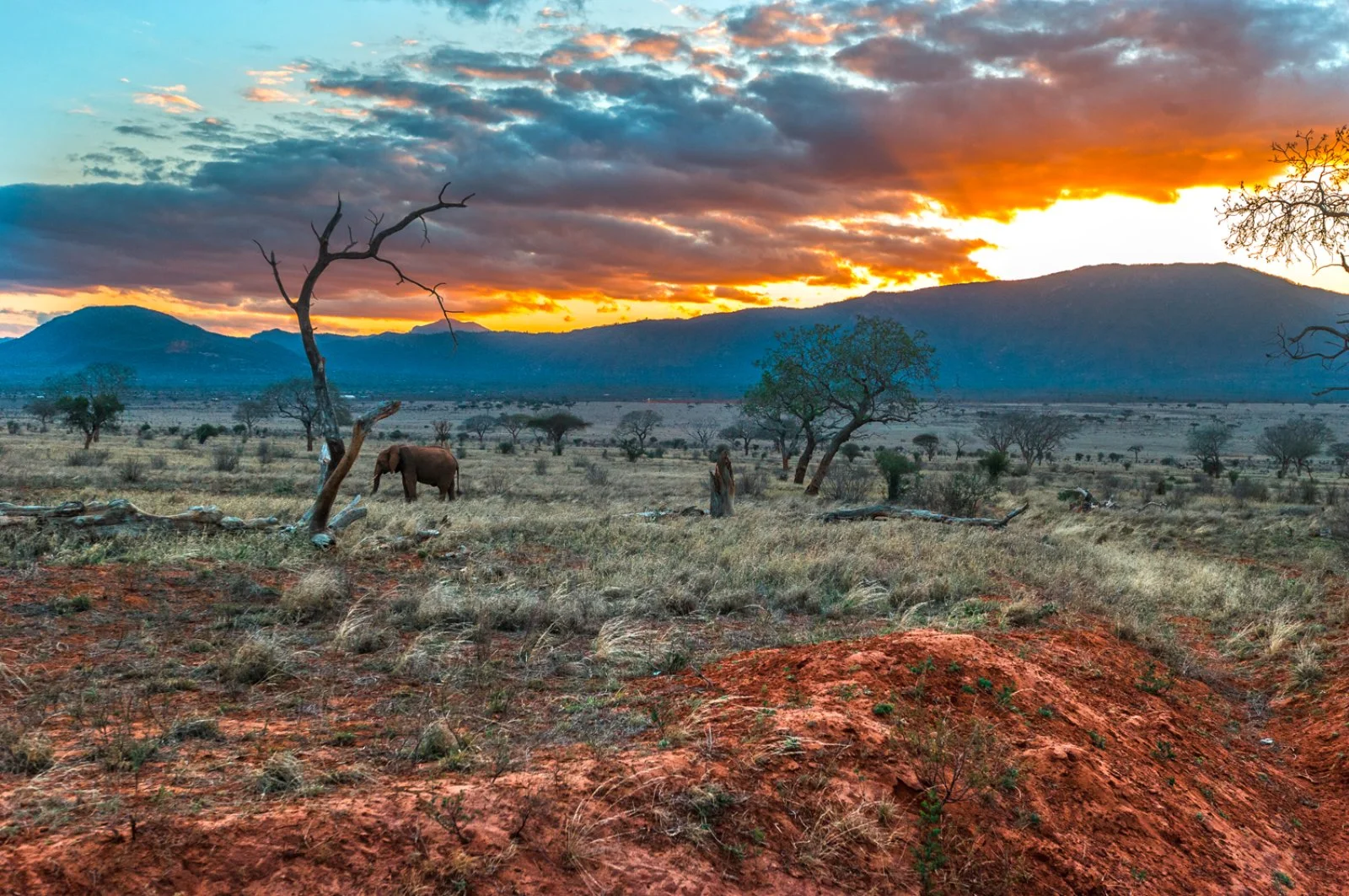 Parco Tsavo Ovest