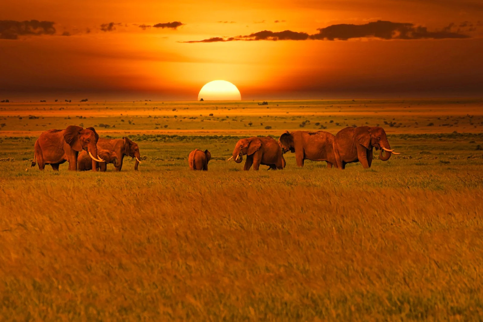 Mombasa - Parco Tsavo Ovest