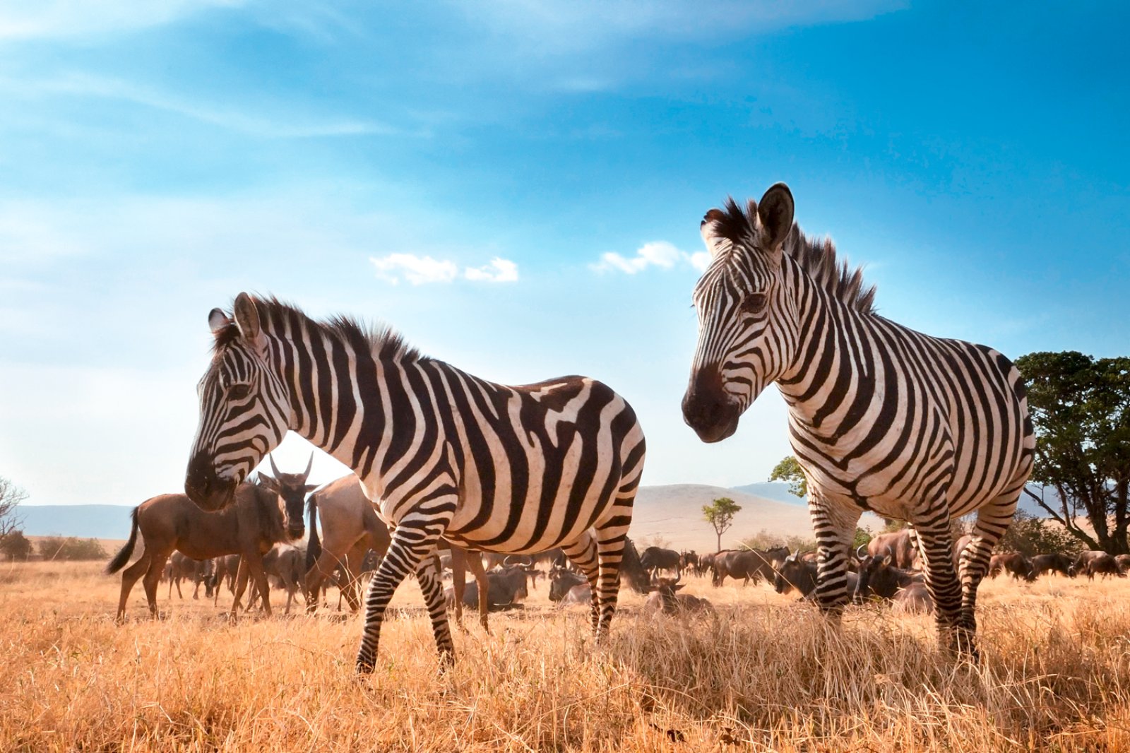 Taita Hills E Tsavo Ovest 