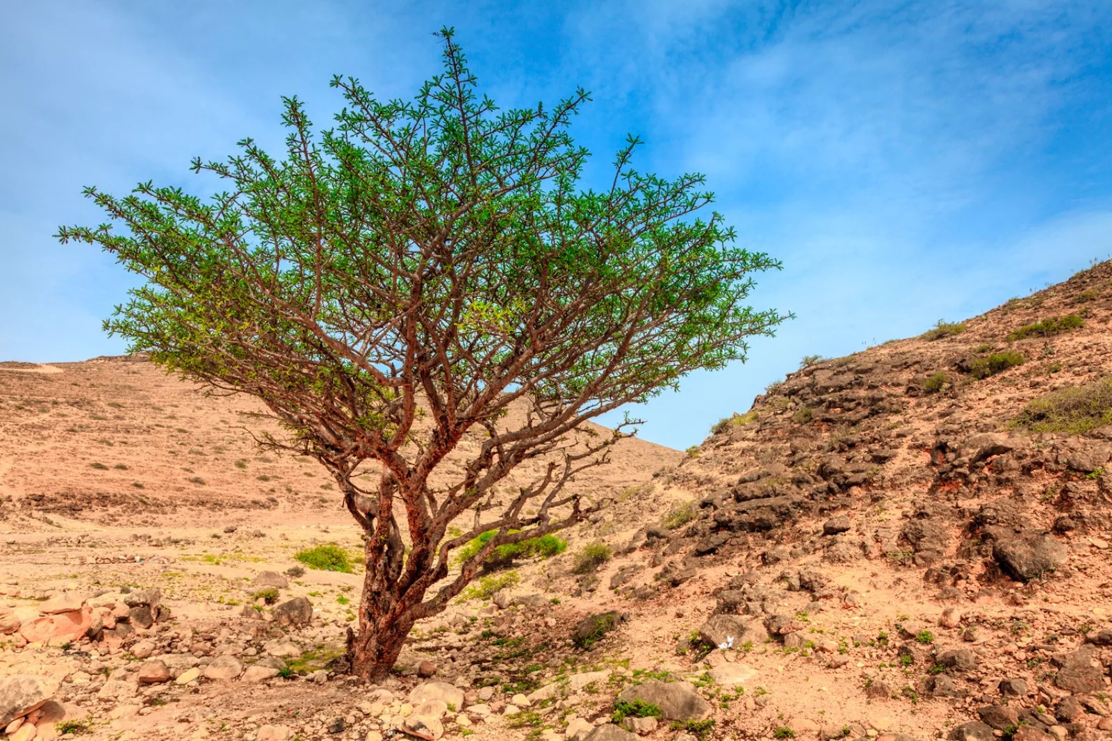 Salalah - Ubar - Al Khazaf