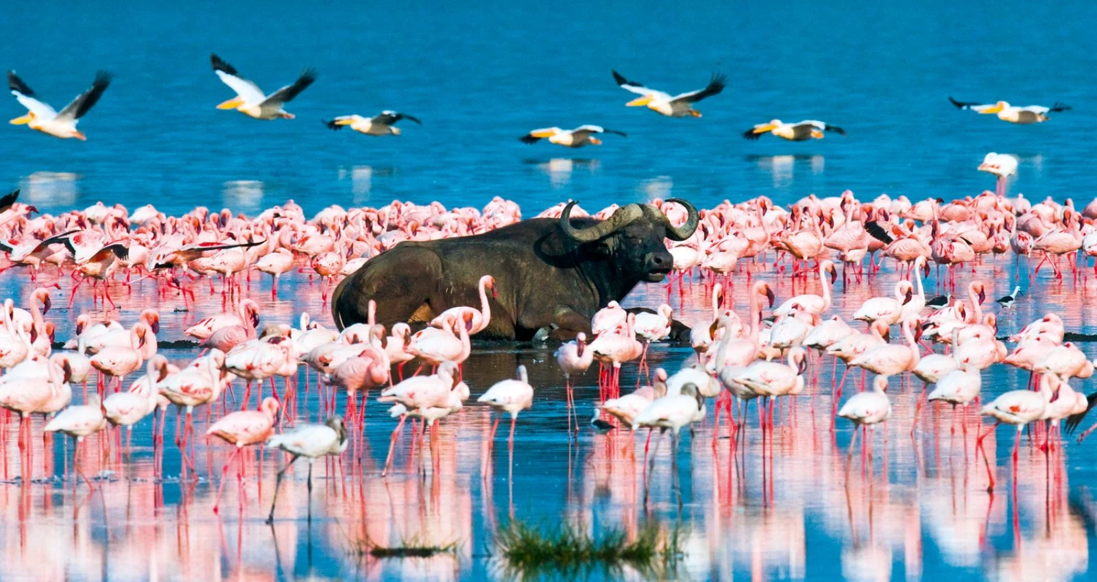 Tamburi D'Africa - Nakuru National Park