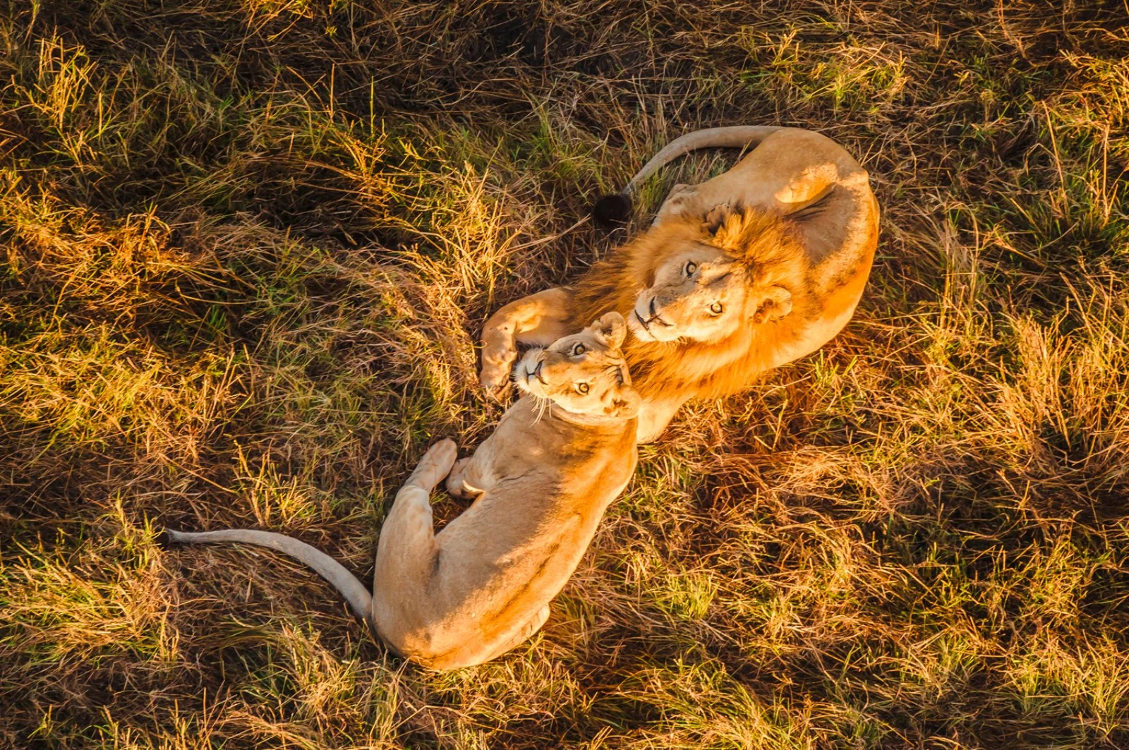 Tamburi D'Africa 