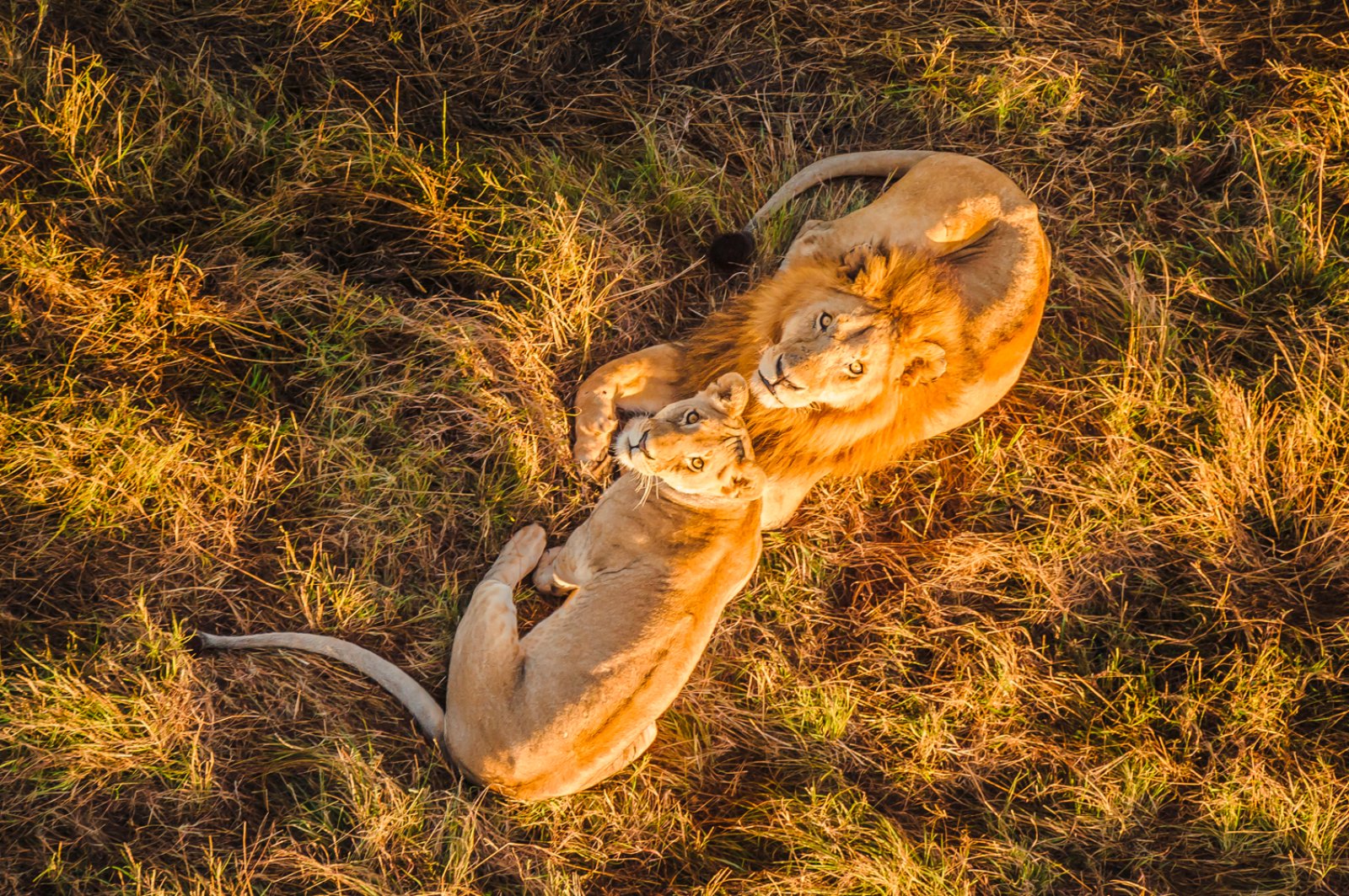 Tamburi D'Africa Bis 