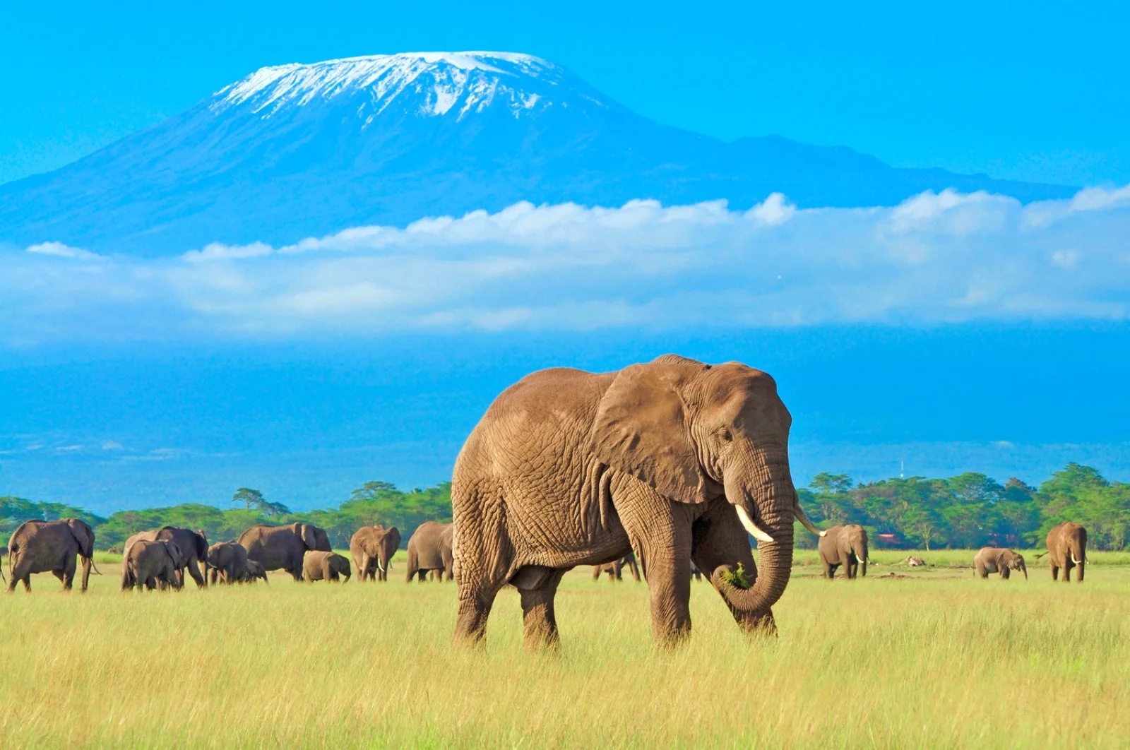 Tamburi D'Africa Con Accompagnatore 