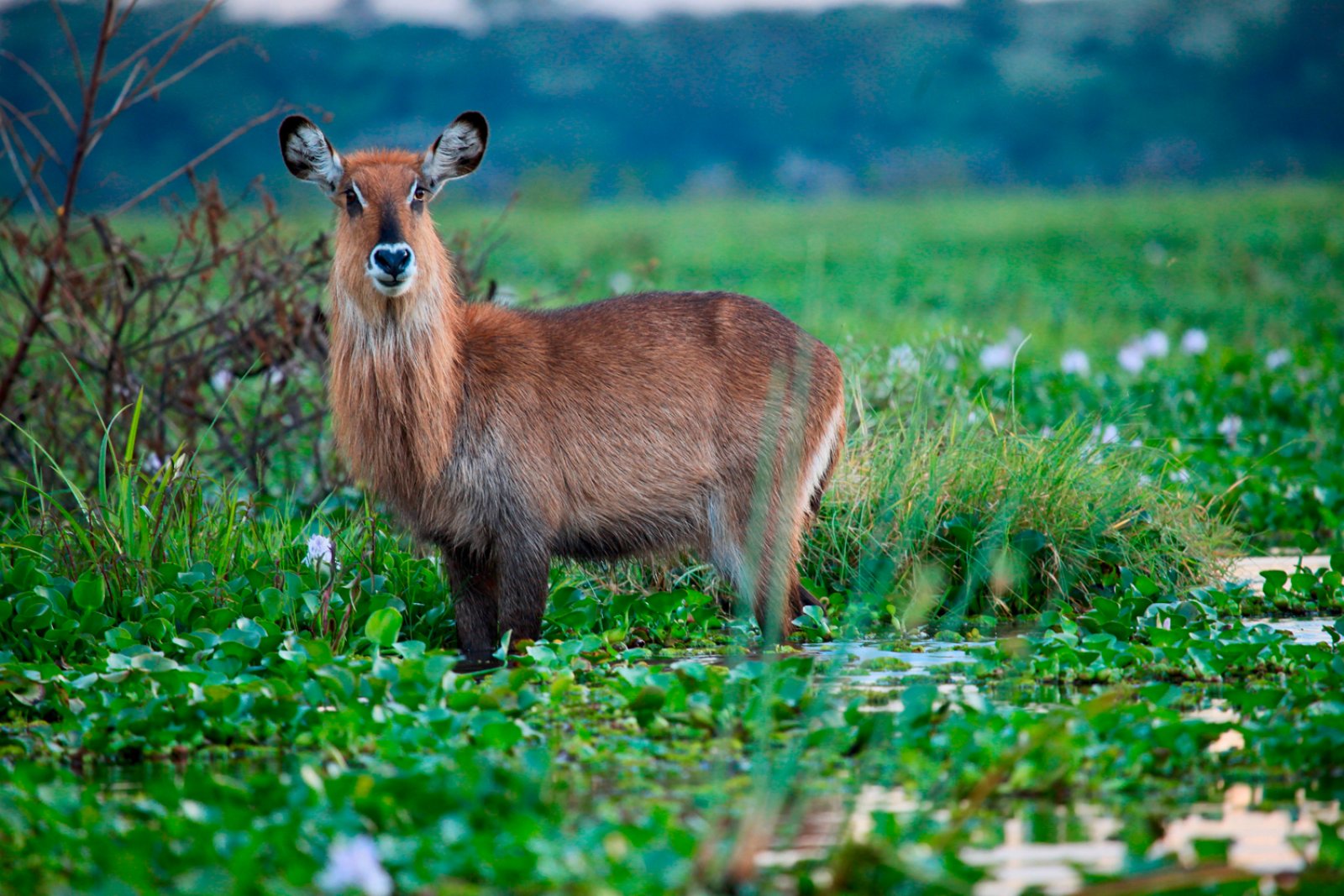 Tamburi D'Africa In Style - Lago Nakuru