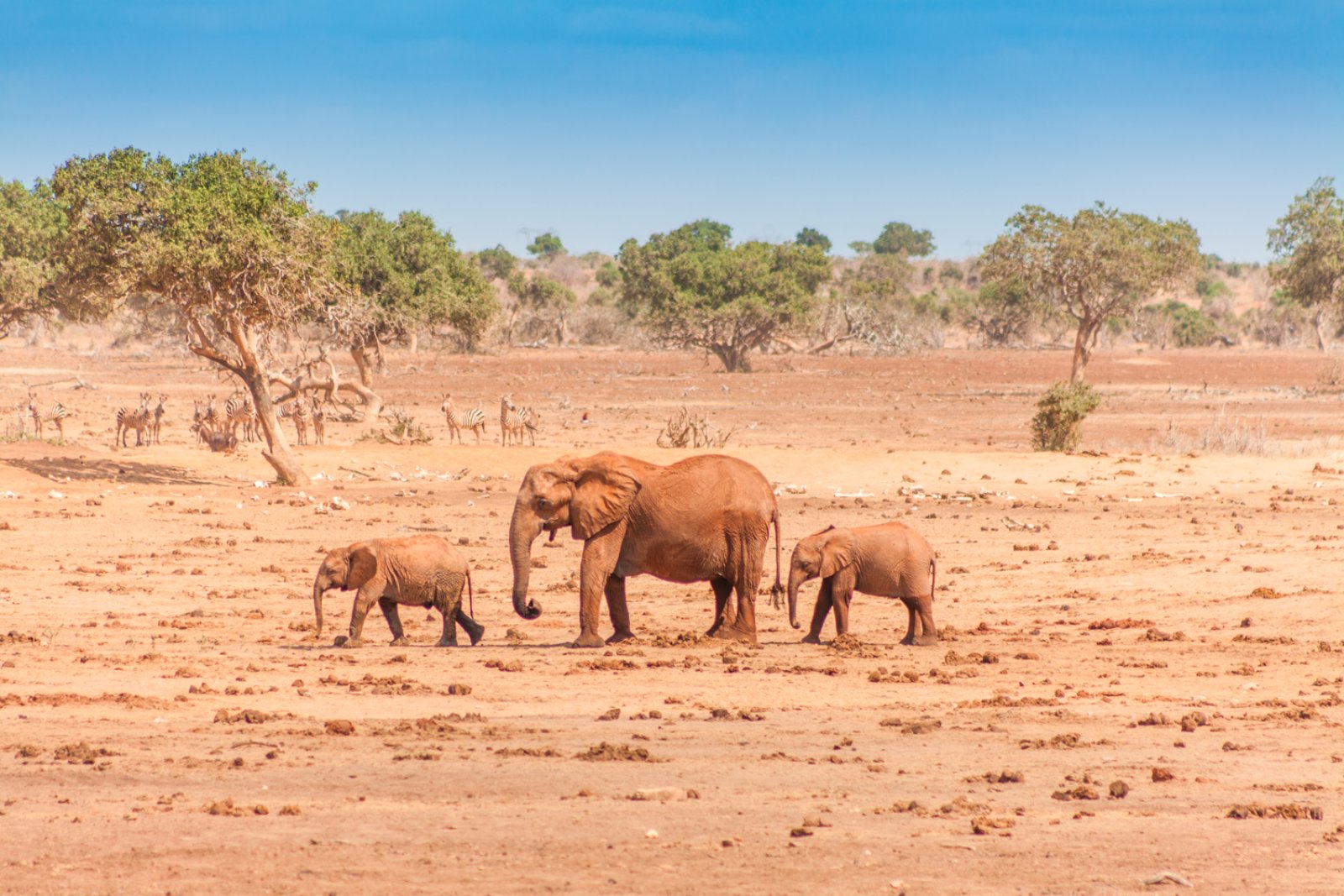 Tsavo In Style-Voyager Ziwani - Tsavo National Park