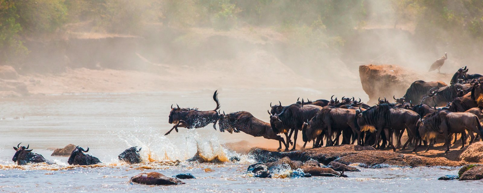 Masai Mara In Volo - Mara Rianta Da Mombasa - Masai Mara National Reserve, Gnu