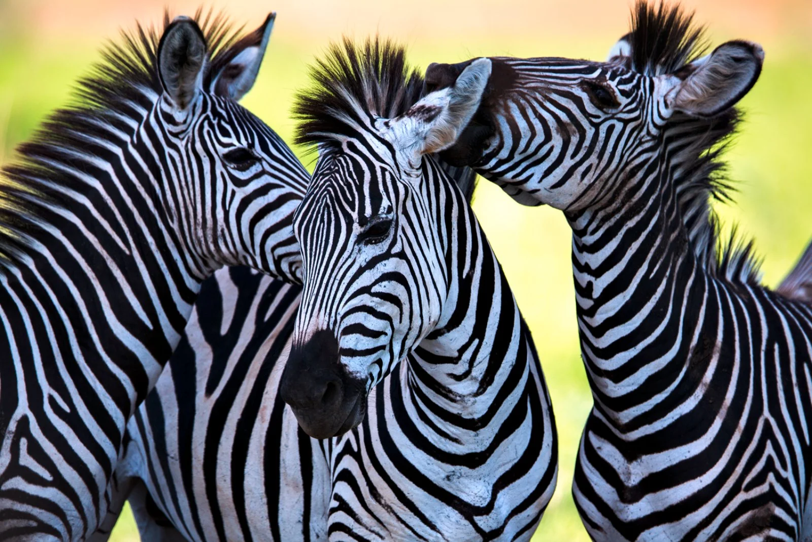 Masai Mara - Mombasa o Ukunda