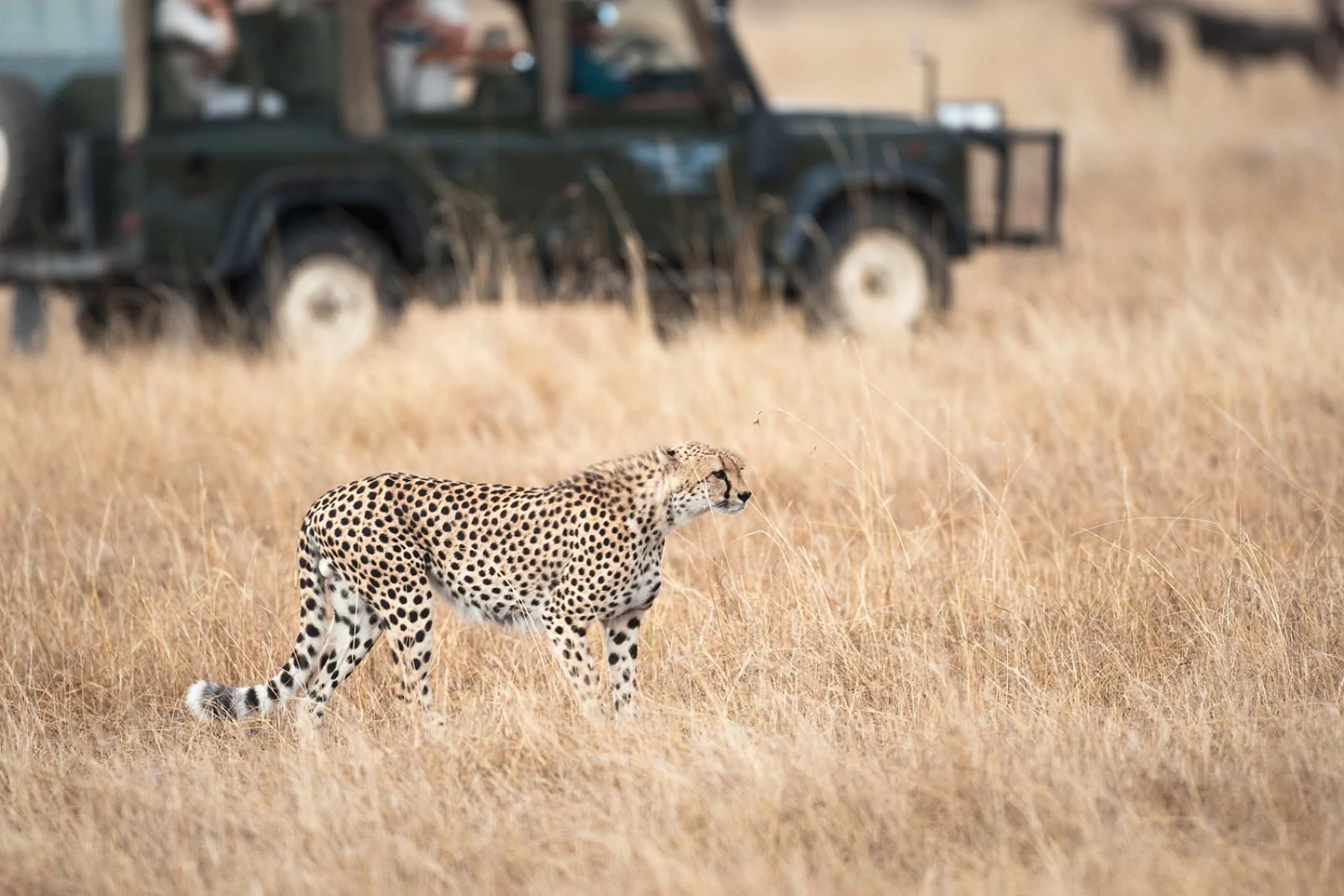 Mombasa - Masai Mara