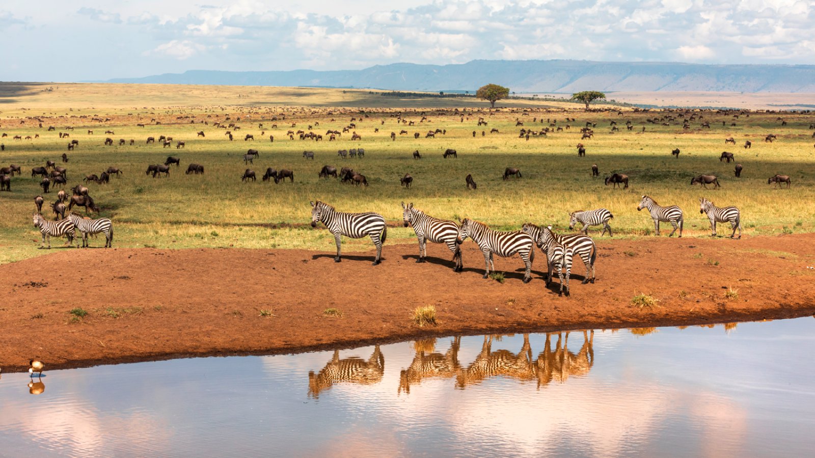 Masai Mara In Volo - Mara Rianta Da Nairobi 
