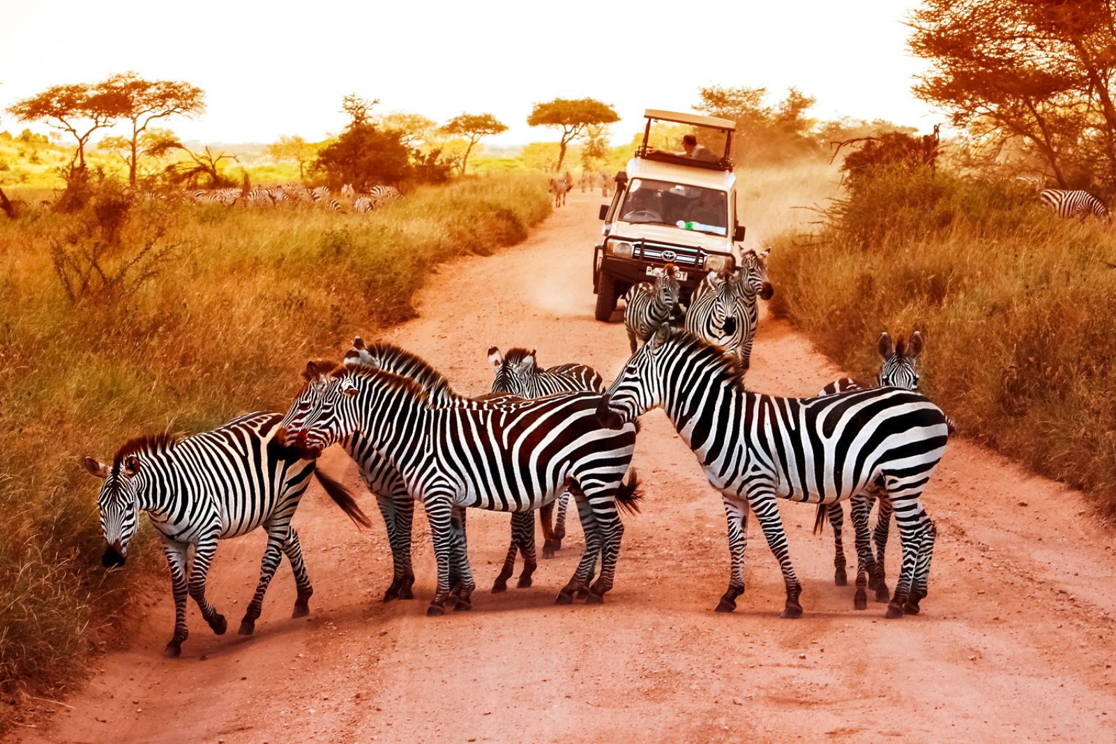 Serengeti Special - Serengeti National Park