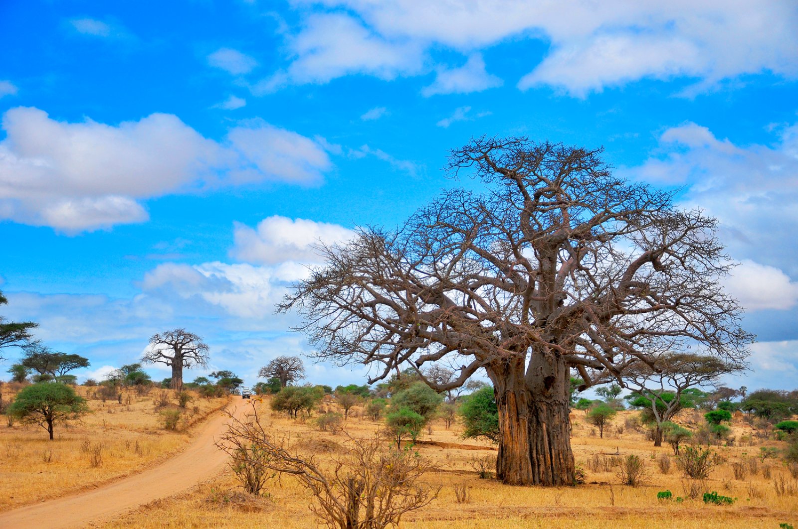 Tanzania Migration - Tarangire National Park