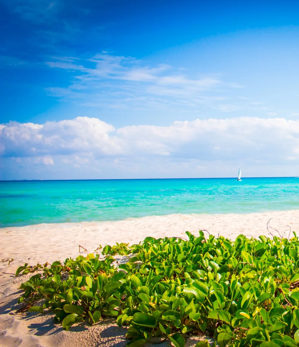 The Reef Playacar 