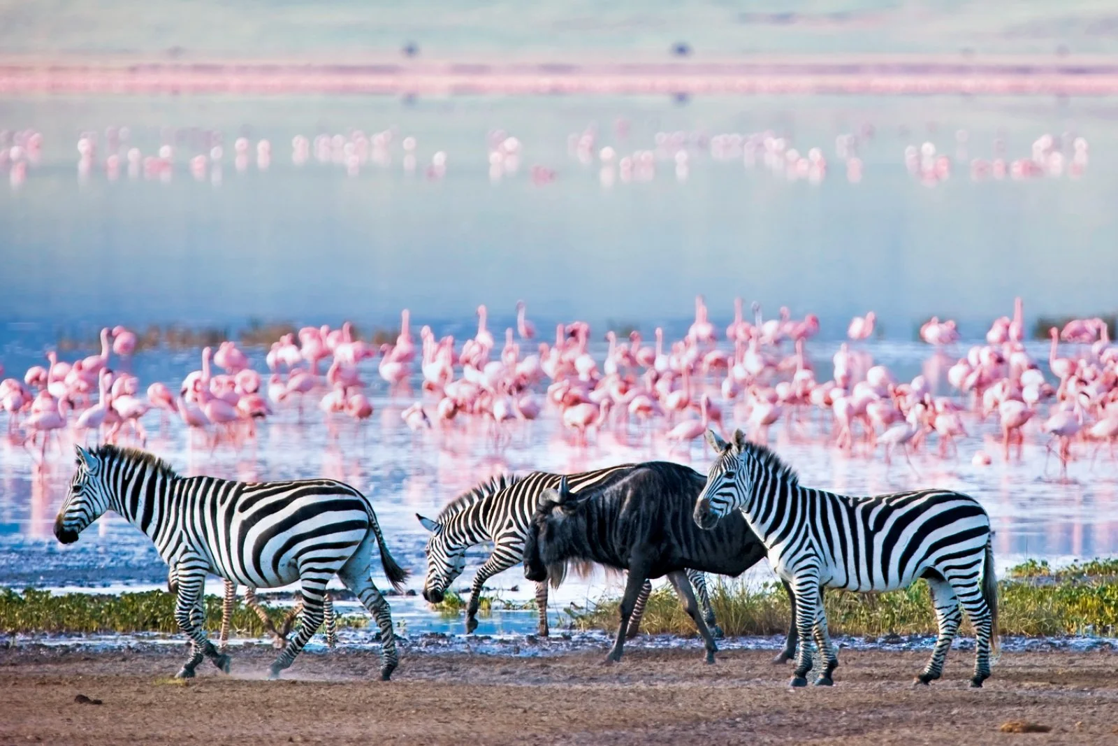 4° giorno: Parco Amboseli - Parco Tsavo Est (217 km)