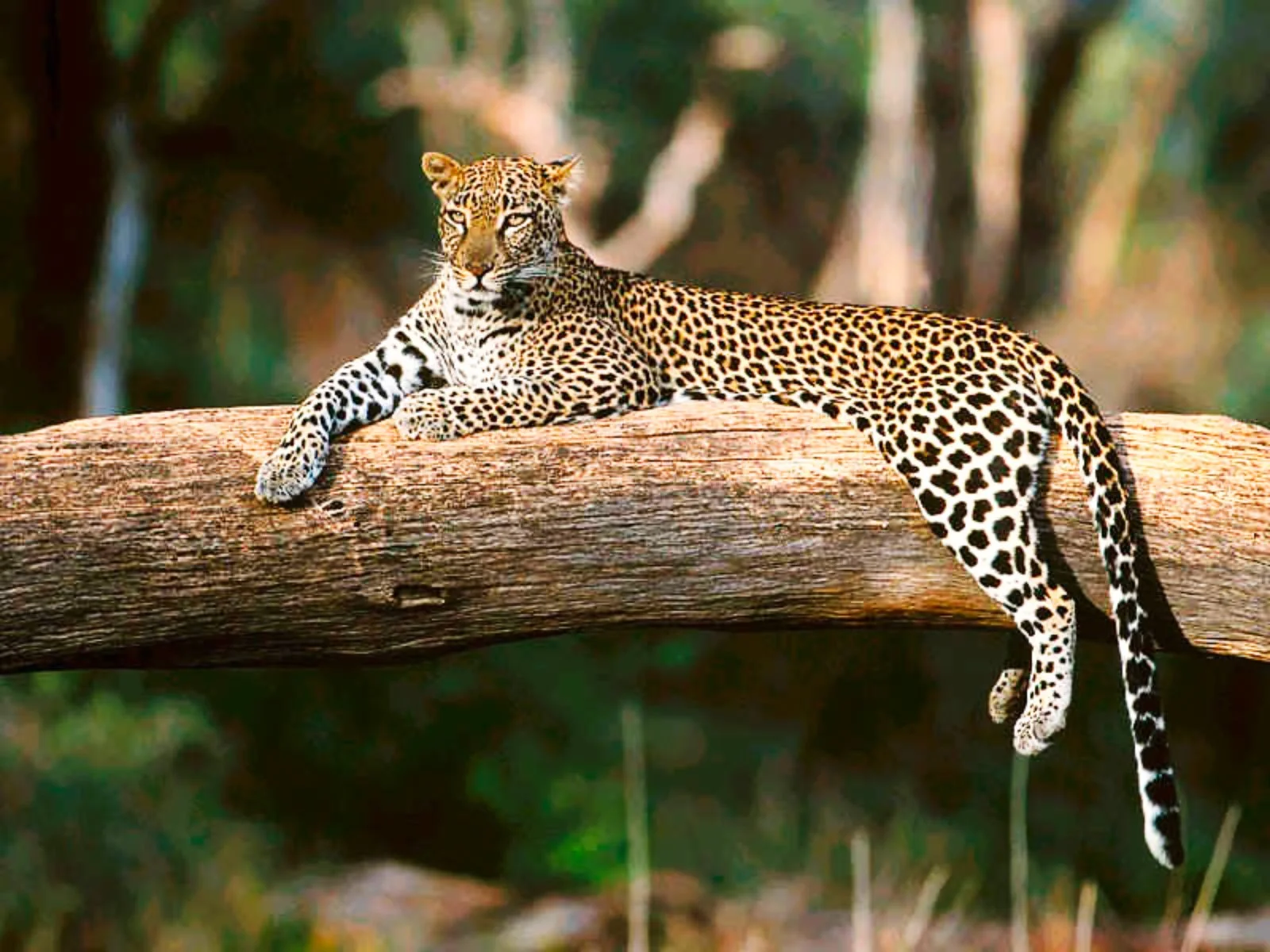 2° giorno: Mombasa – Parco Tsavo Ovest (241 km)