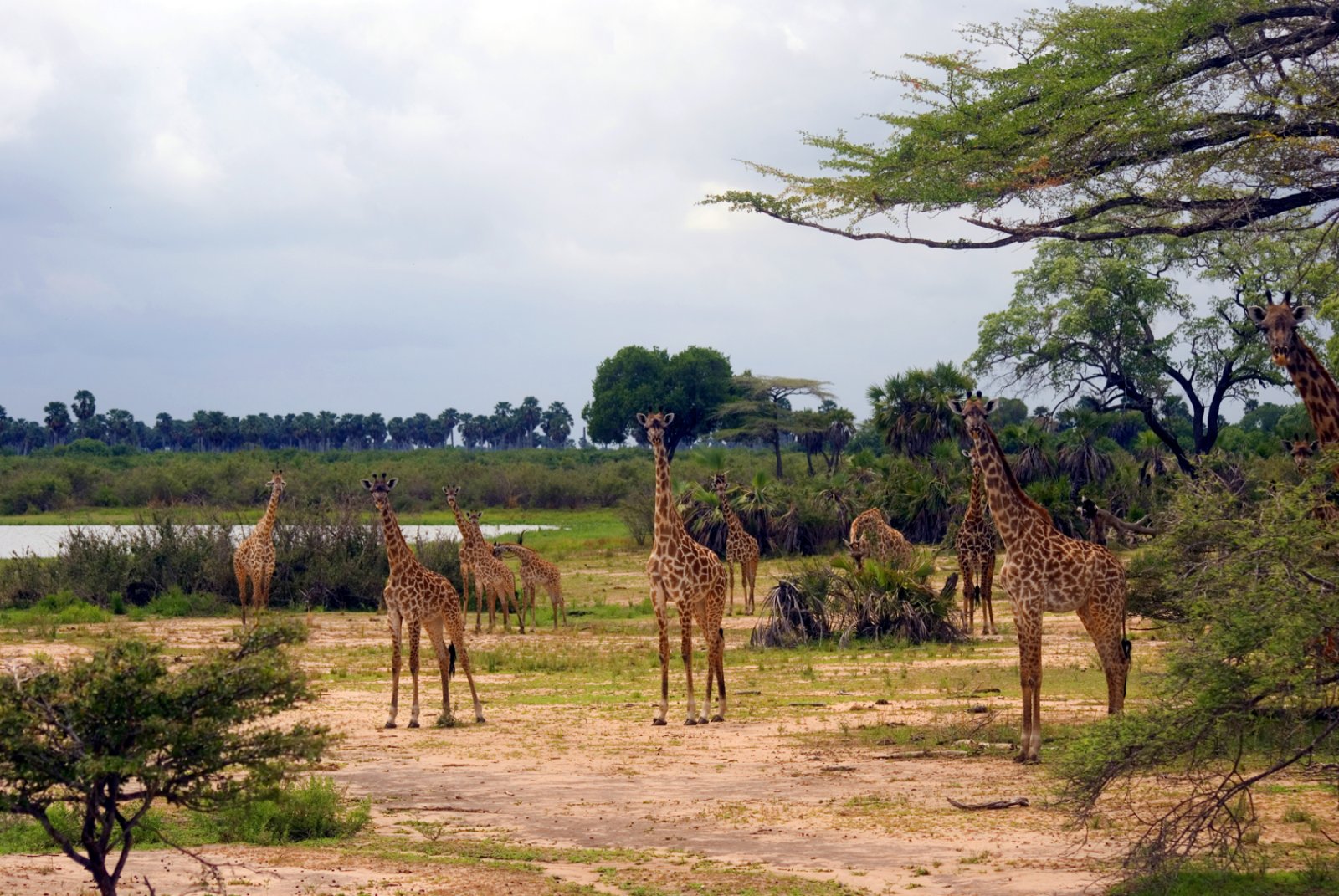 Tour Safari Asante Sana 