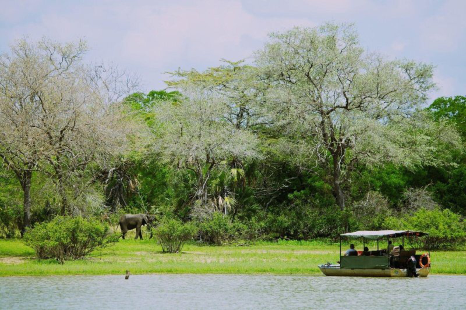 Safari Selous 