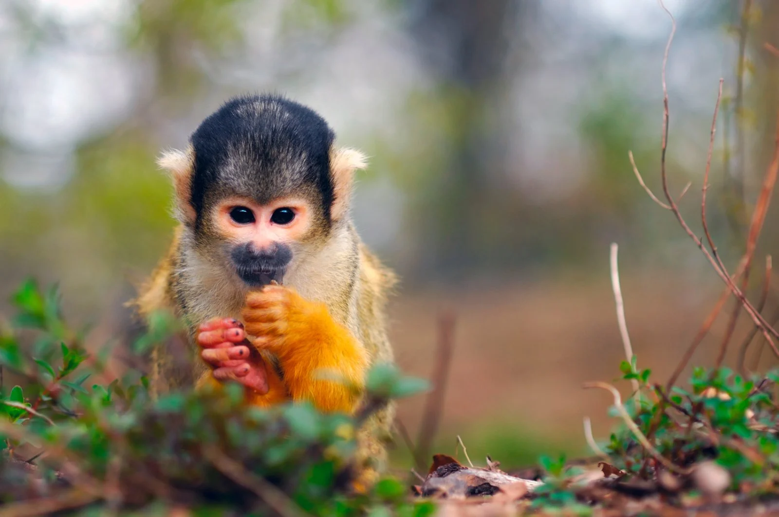 Monteverde Could forest