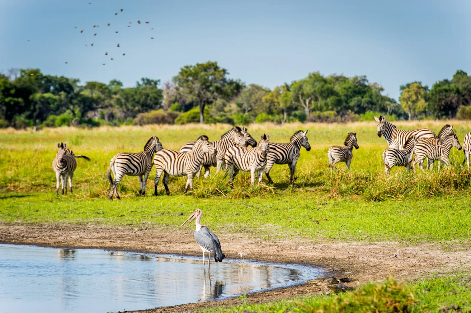 Mobile Safari (Moremi Game Reserve)