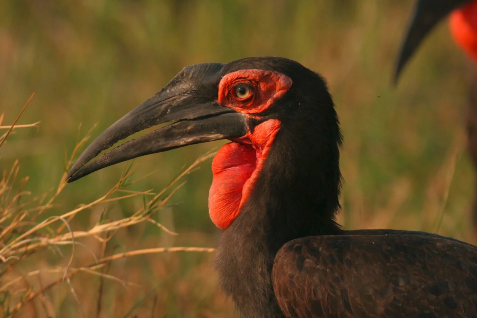 Mobile Safari (Moremi Game Reserve)