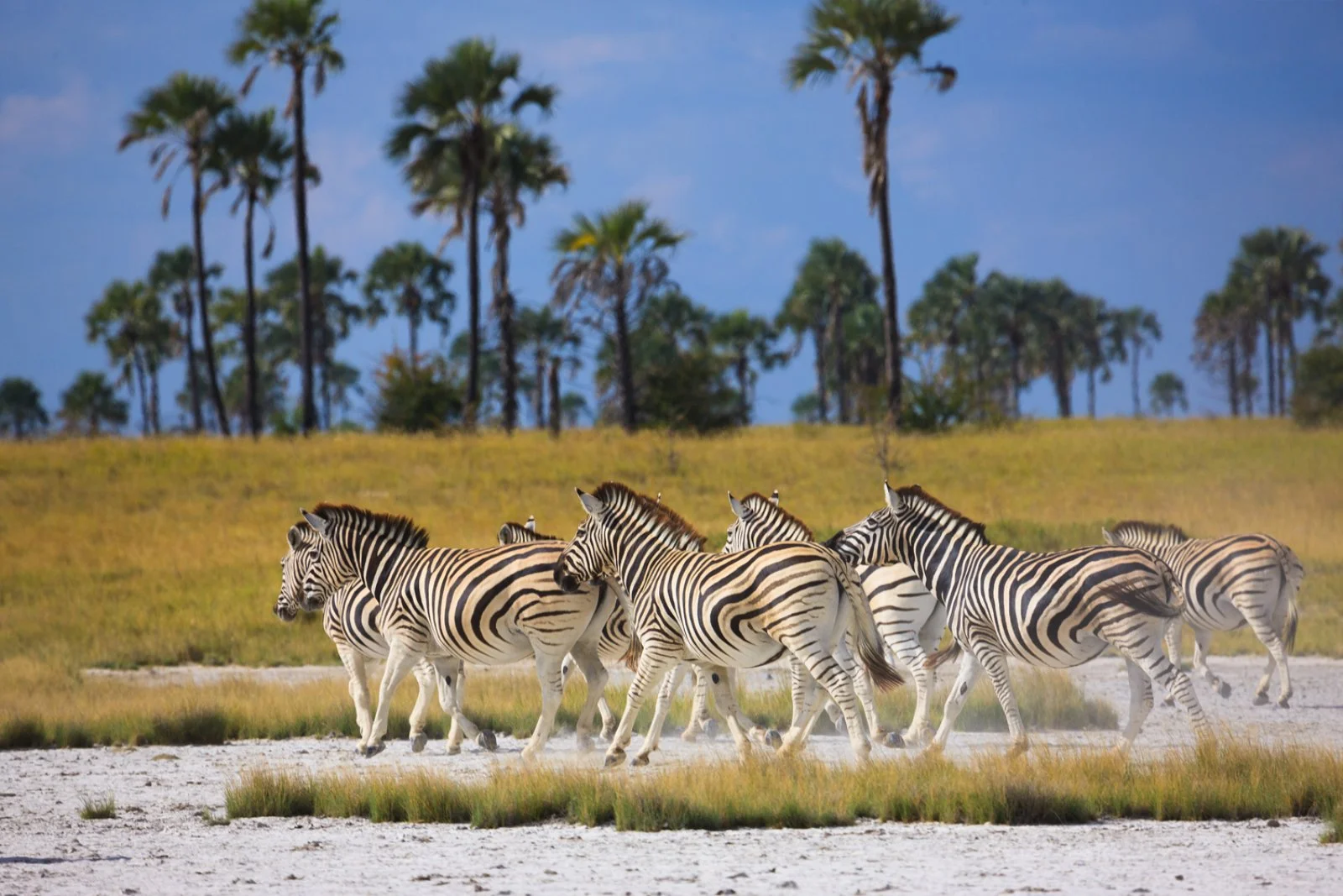 Botswana Explorer 