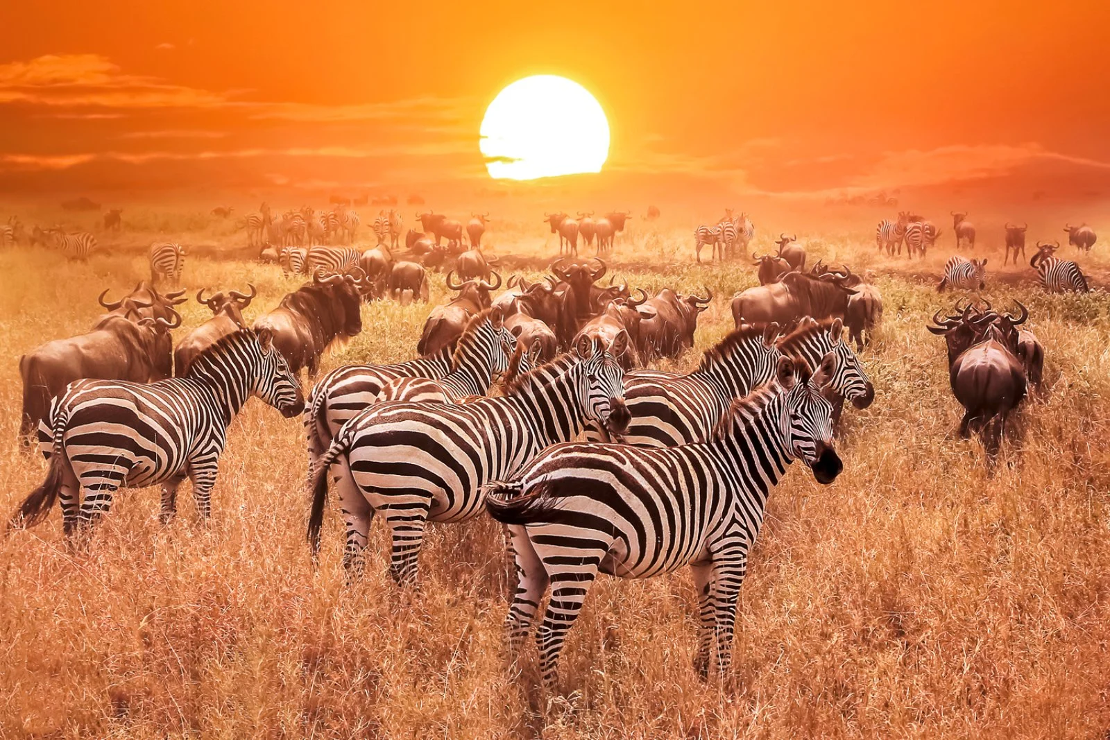 Serengeti In Volo - Tanzania, Serengeti National Park