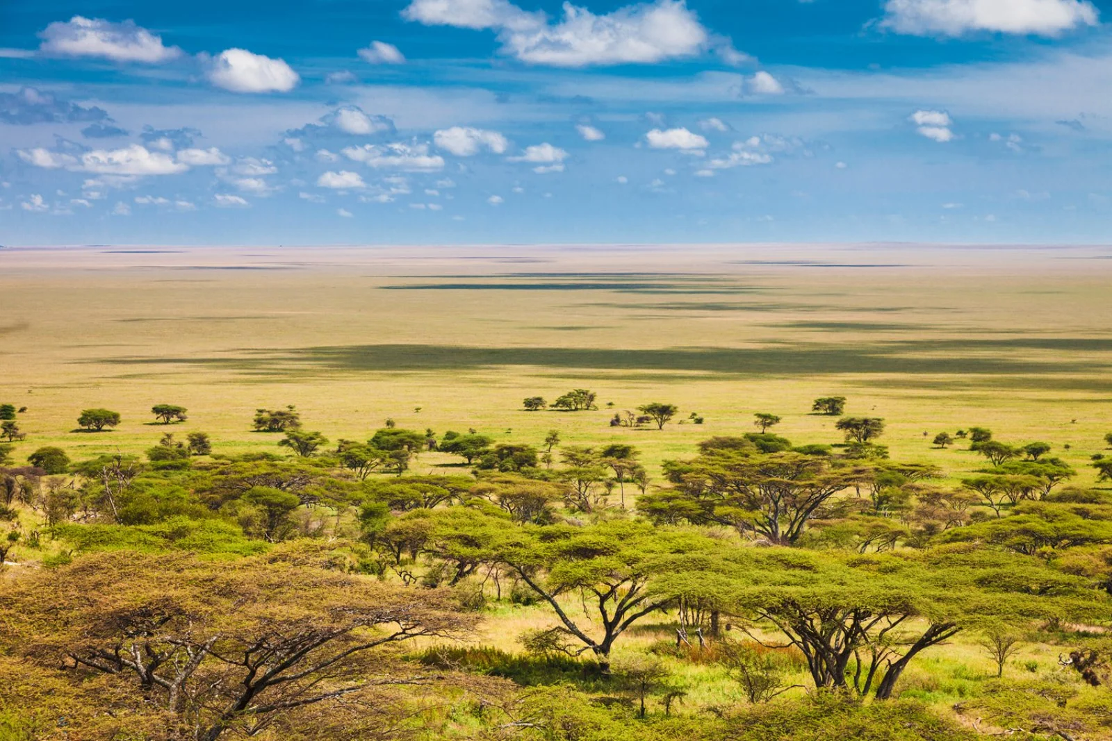 Serengeti In Volo - Serengeti National Park