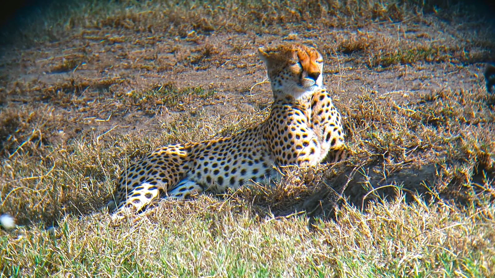 Serengeti In Volo 