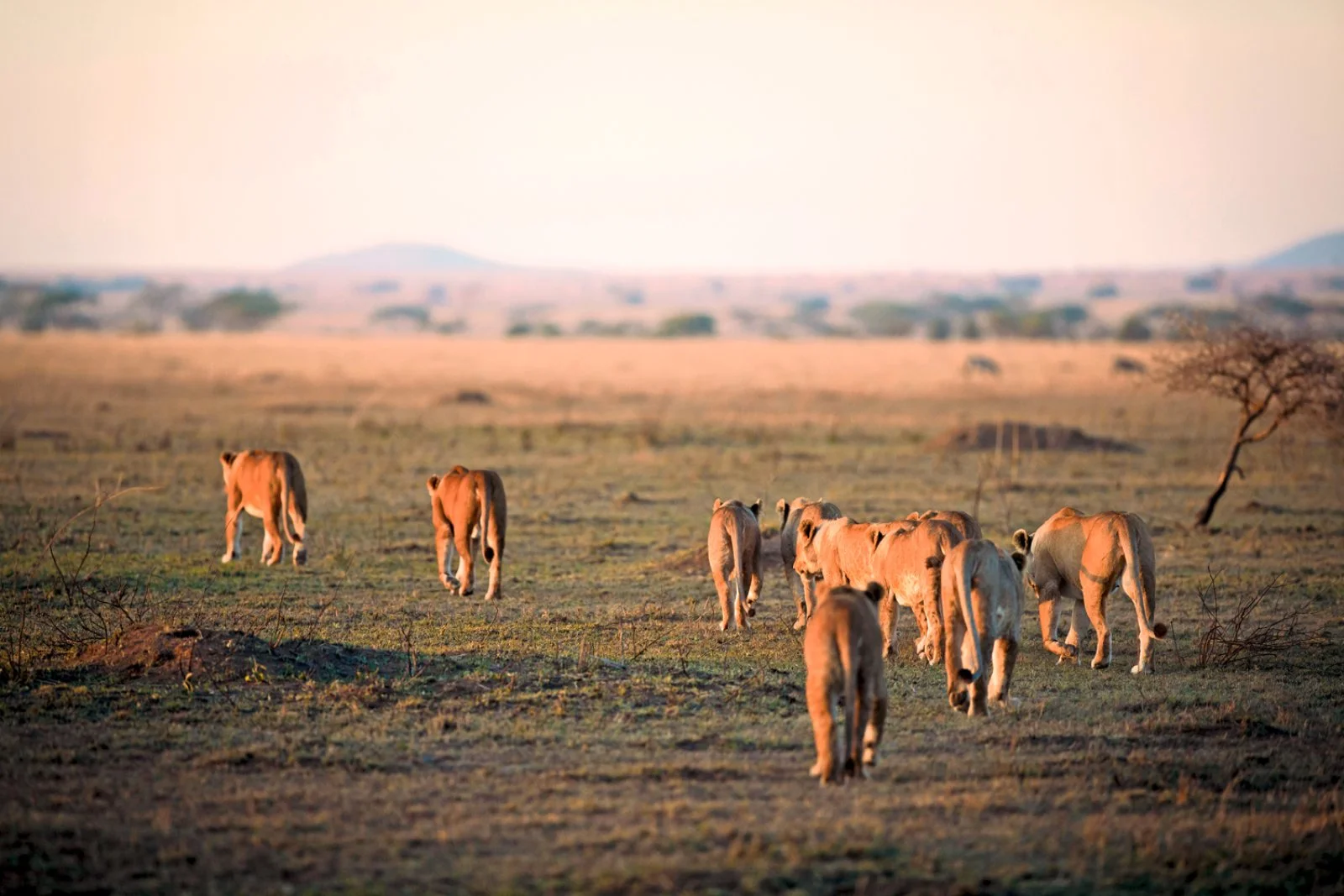 Serengeti In Volo - Serengeti National Park