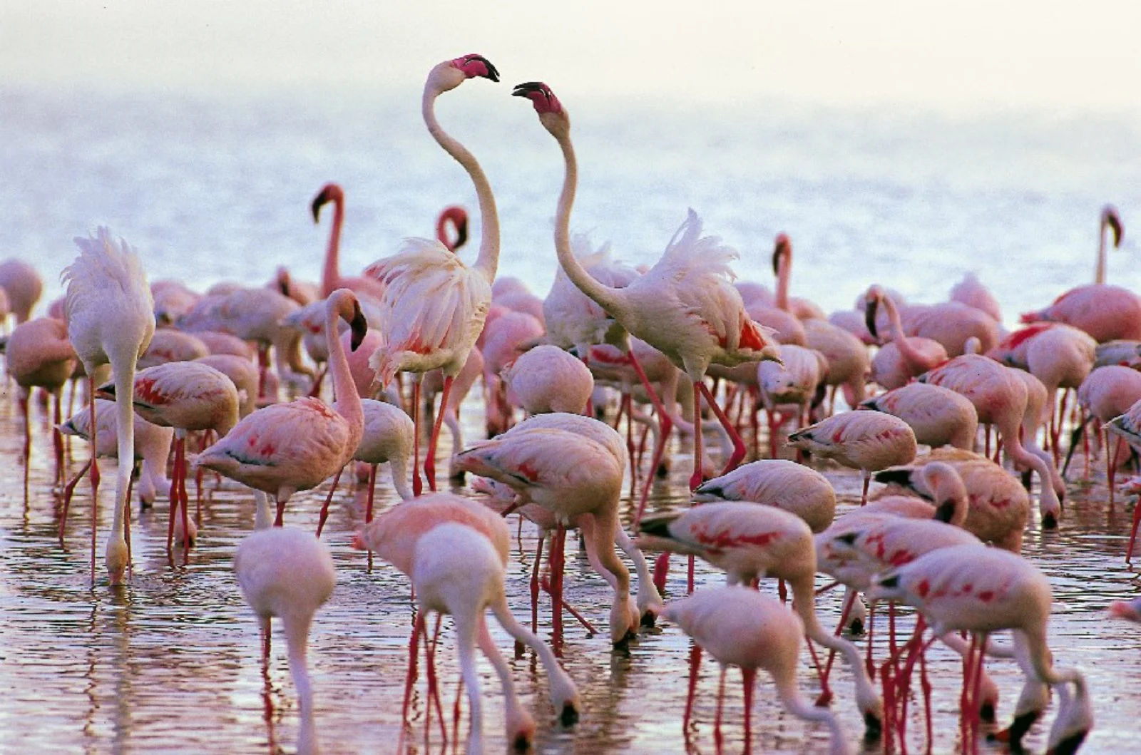 3° / 4° giorno: Serengeti NP