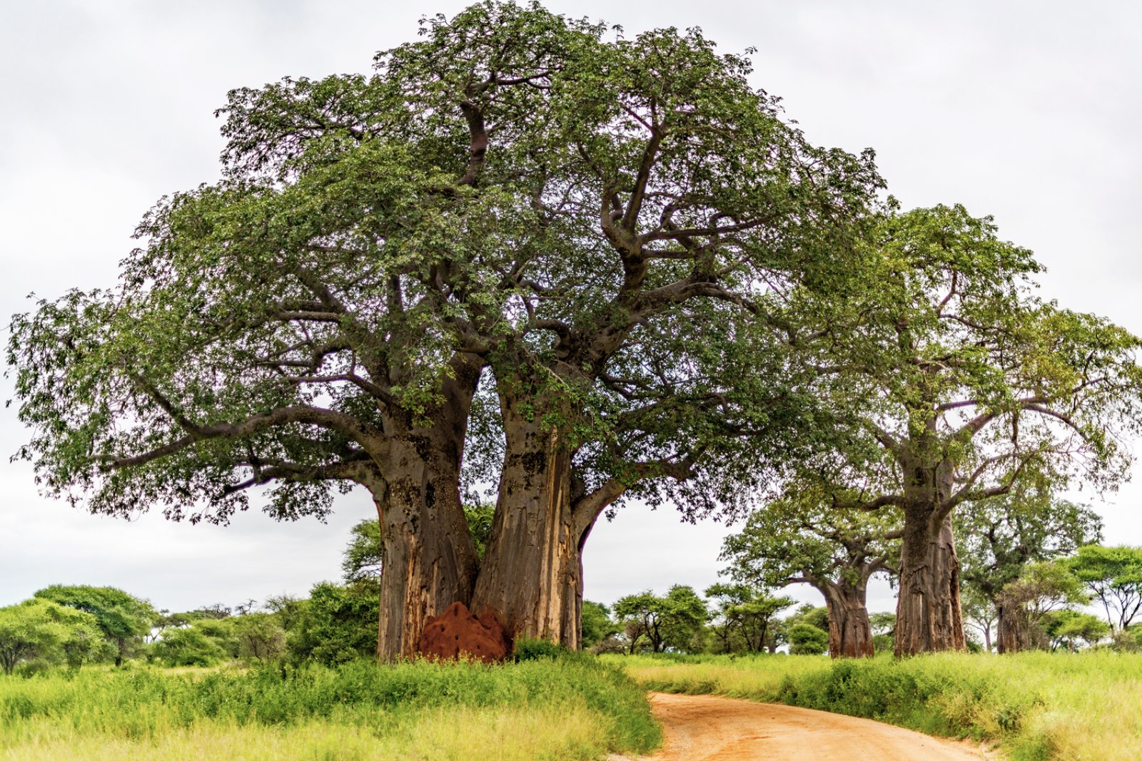 Tanzania Escape 