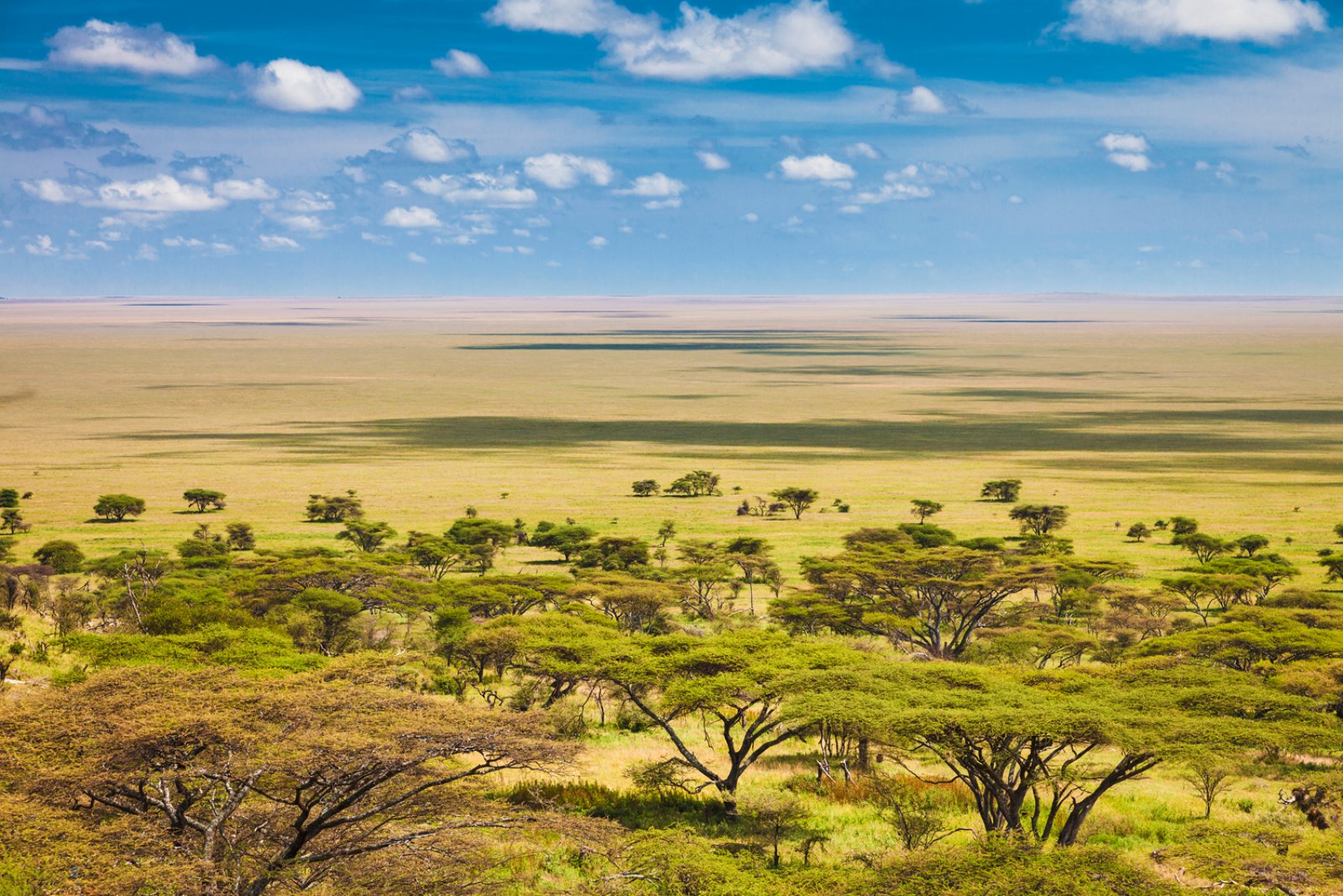 Ngorongoro Escape - Serengeti National Park