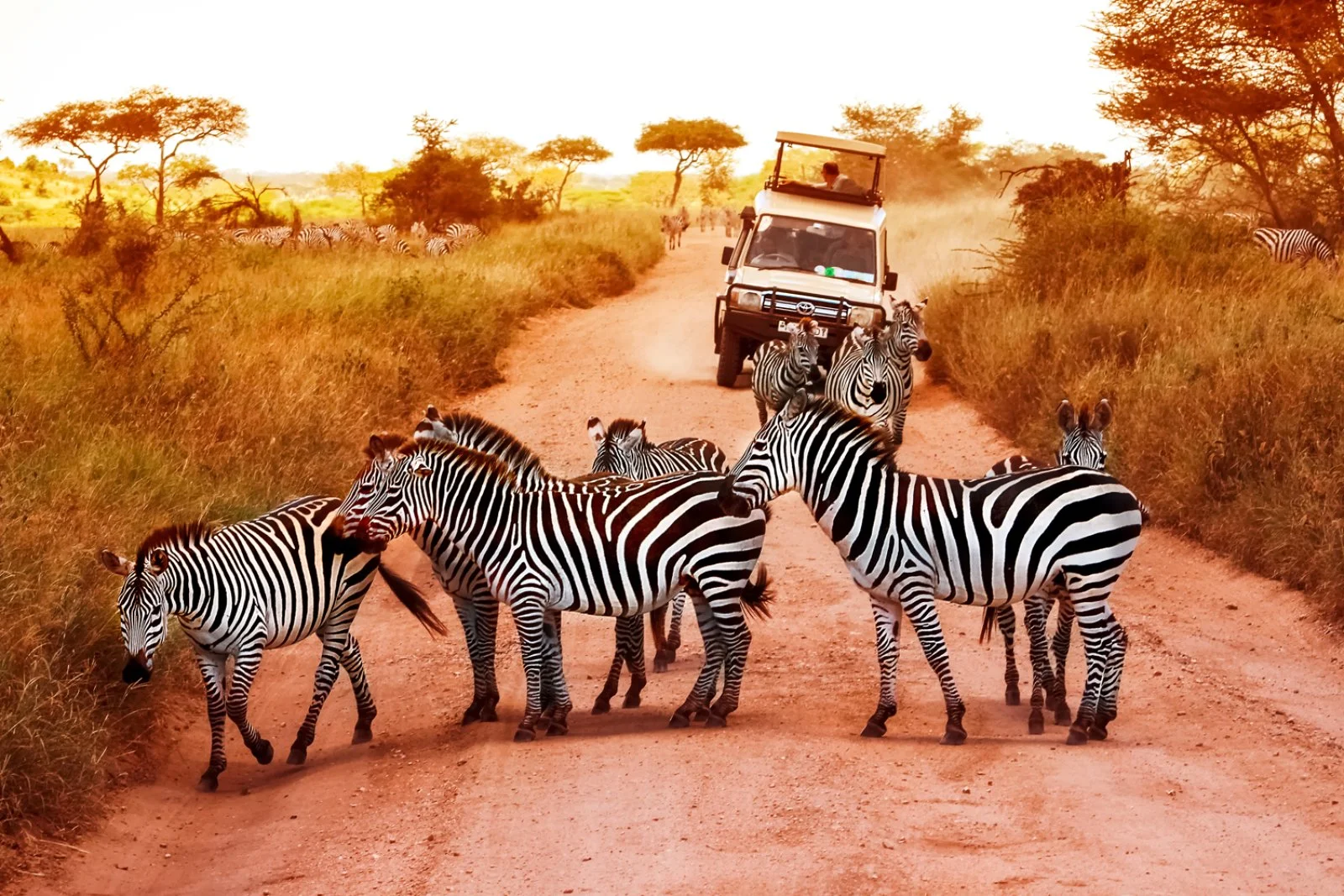 Serengeti - immagine 1 di 2