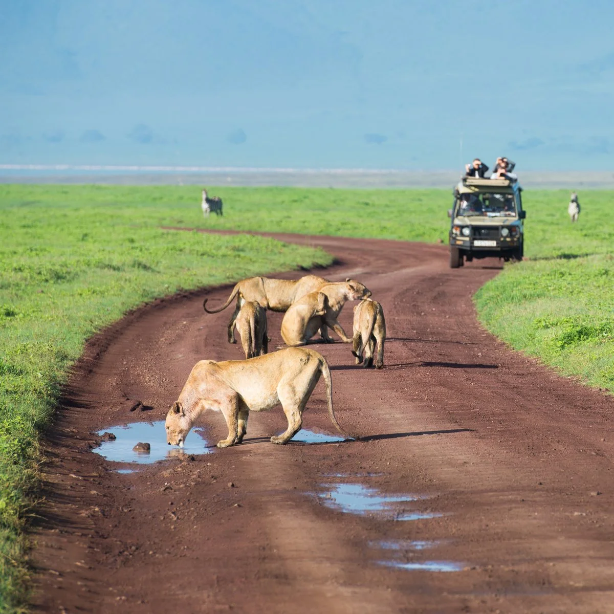 Serengeti - Ngorongoro