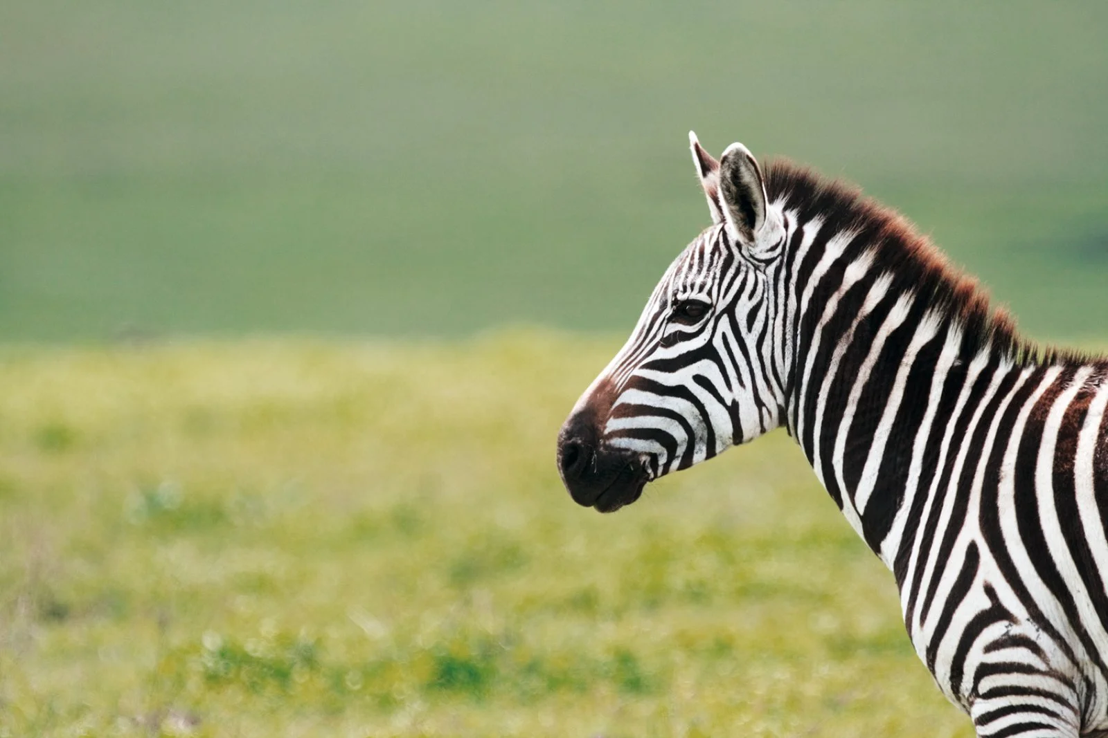 Serengeti - Ngorongoro