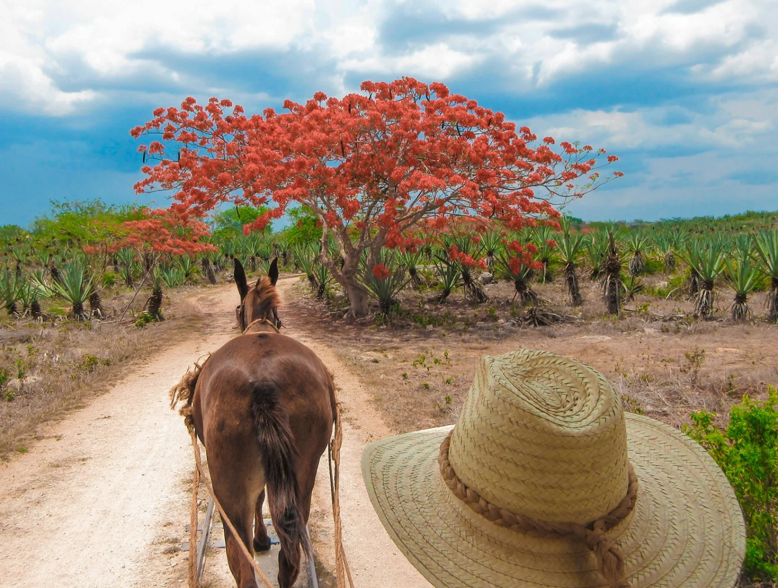 Tour Colonial Experience - Hacienda Sotuta De Peon