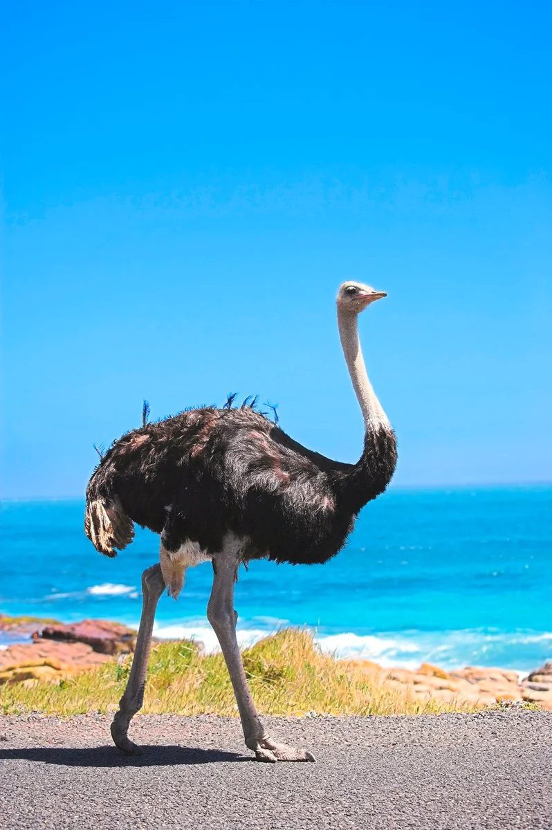 Oudtshoorn - Città del Capo