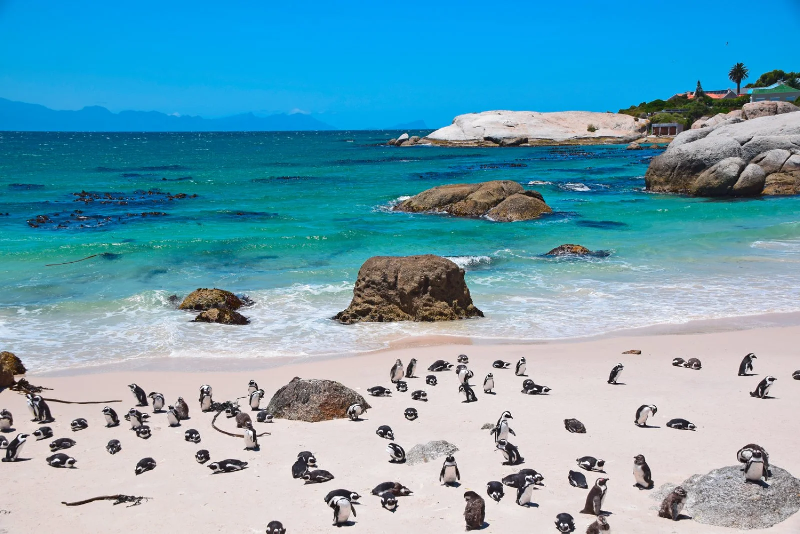 Città del Capo - Penisola del Capo