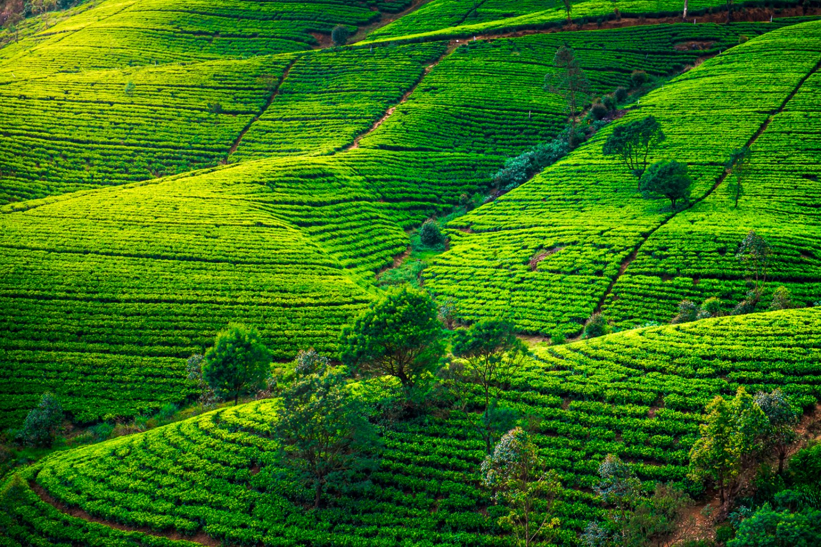 Essenza Dello Sri Lanka 