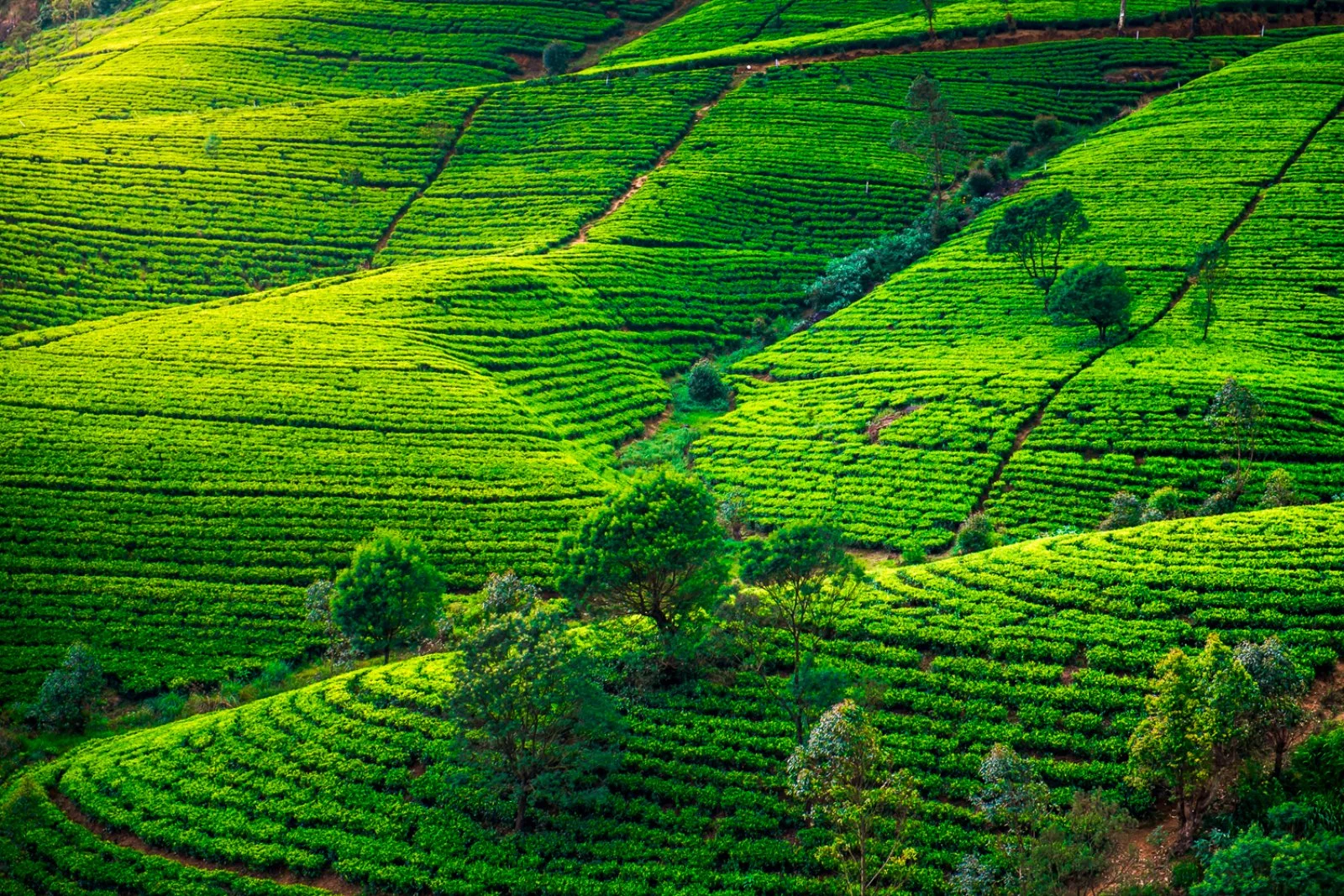 Tour Essenza Dello Sri Lanka 