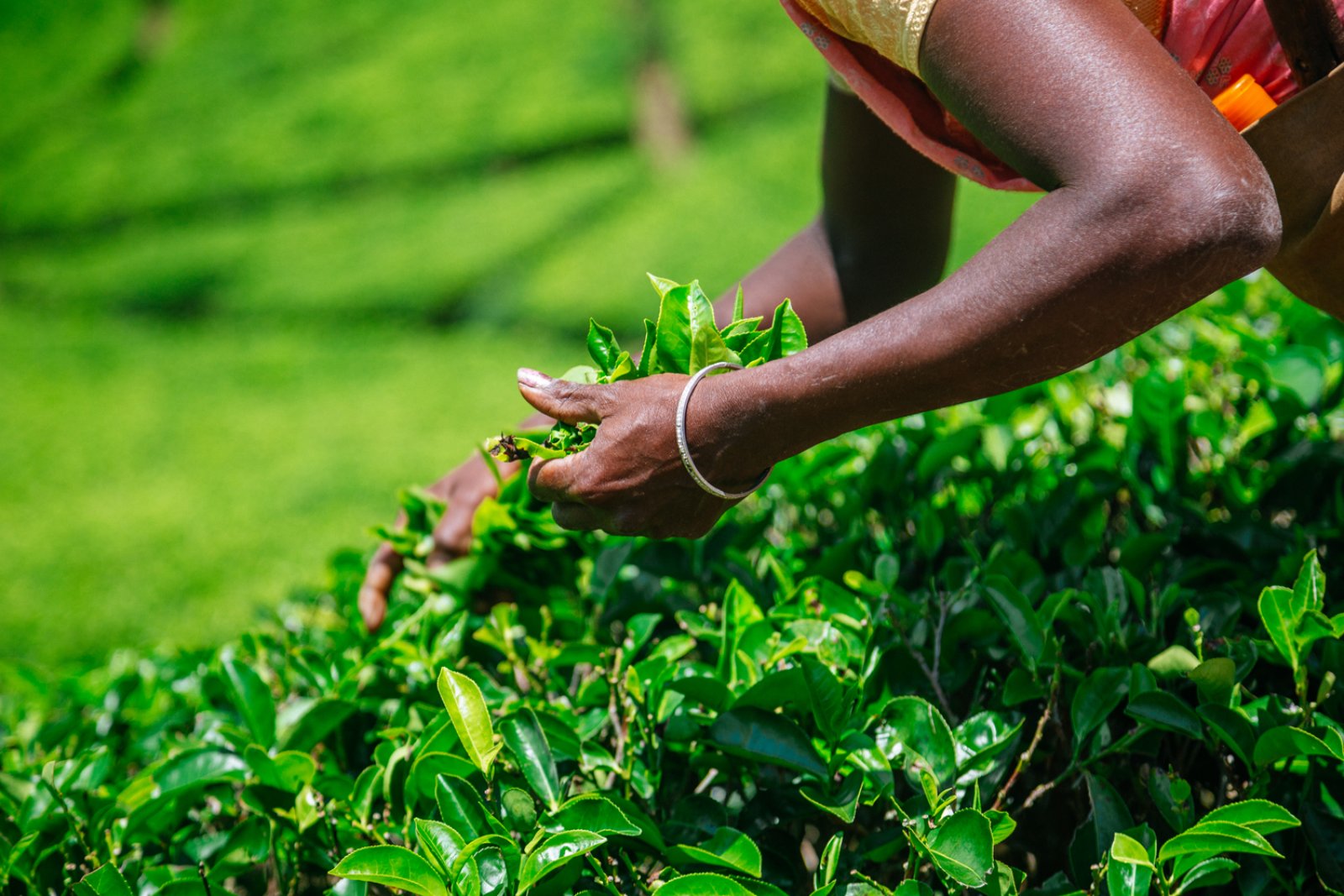 Essenza Dello Sri Lanka - Raccolta Tè