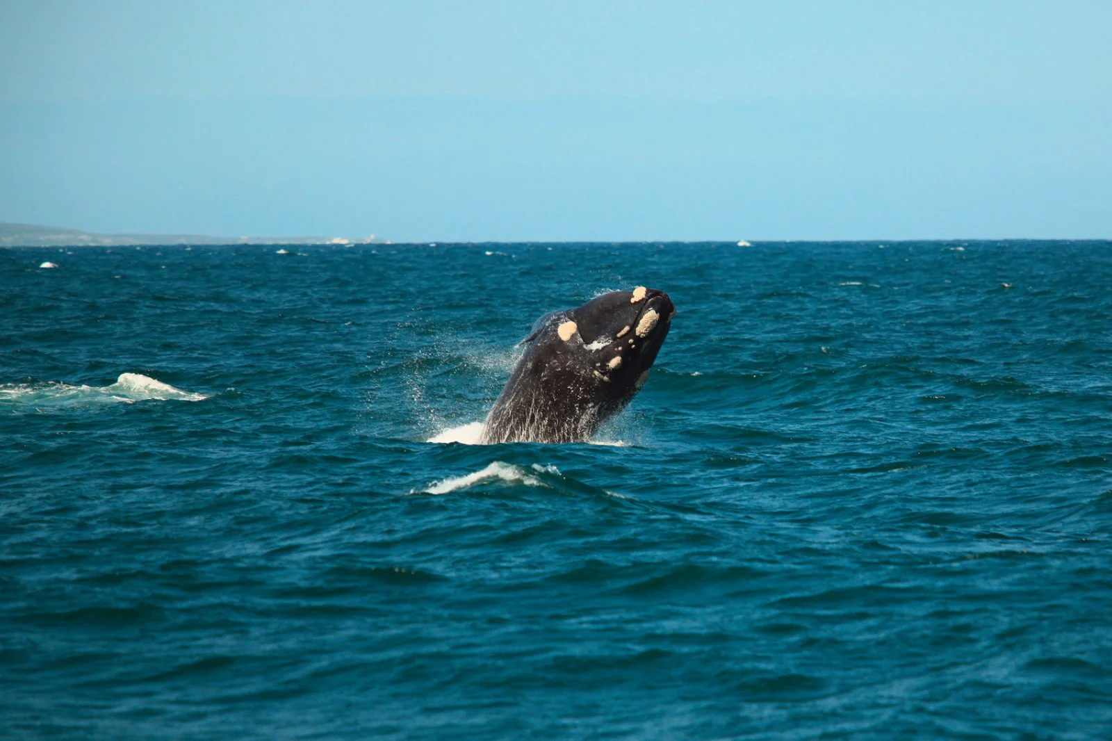 Voyager Shalati - Hermanus