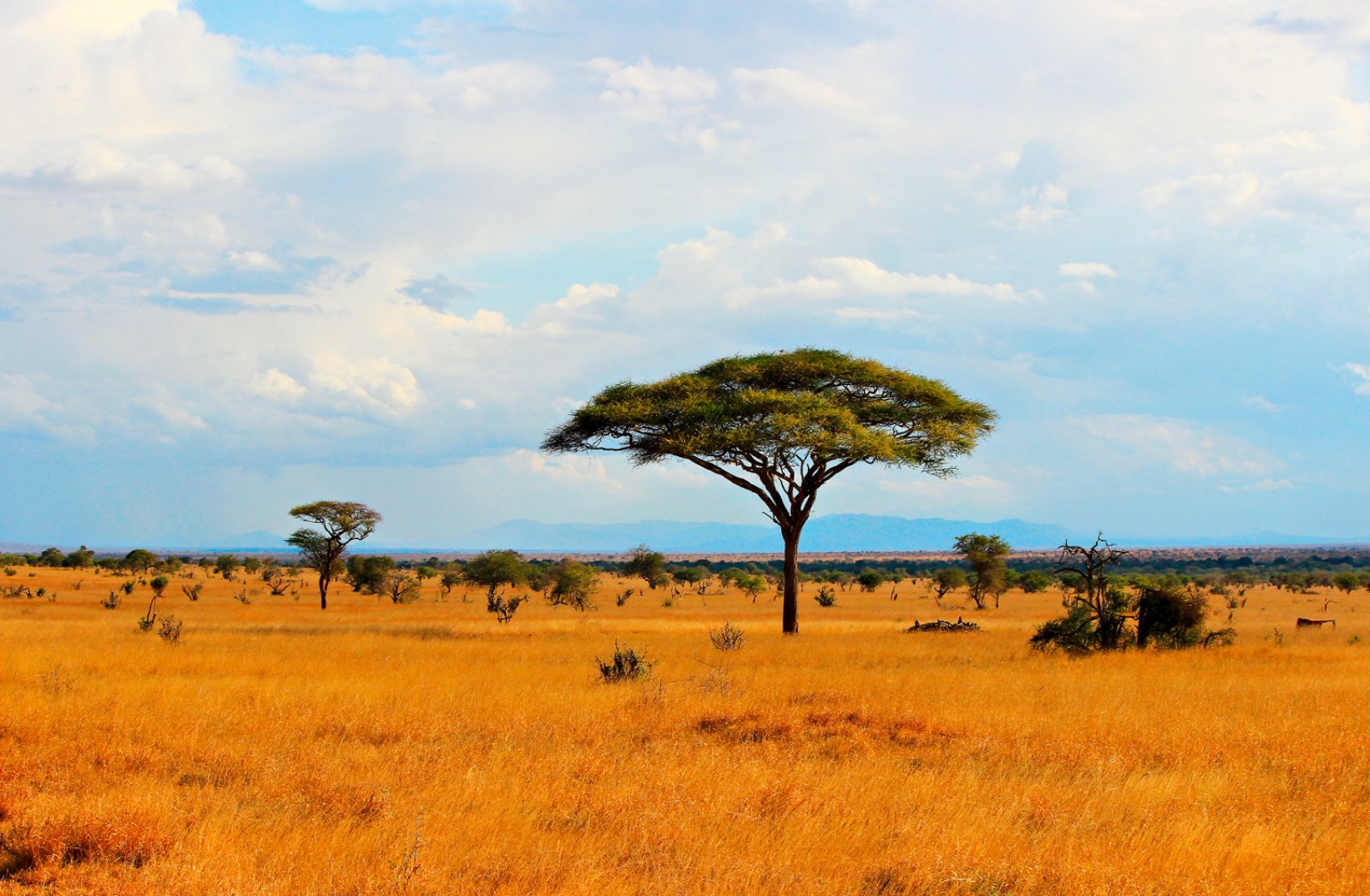 Safari Bravo Esplora Tsavo Touch 