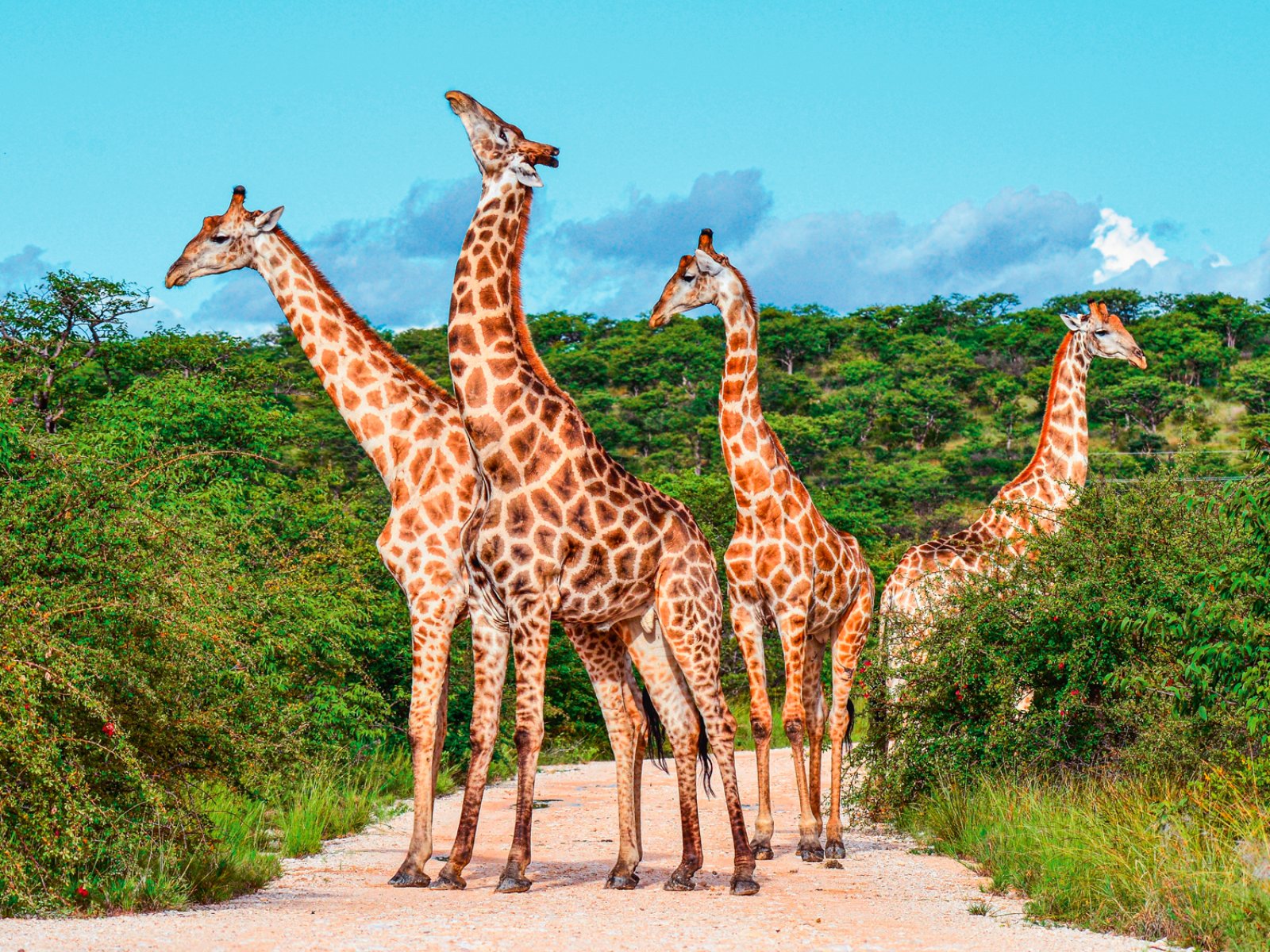 Safari Intour Tsavo Est 