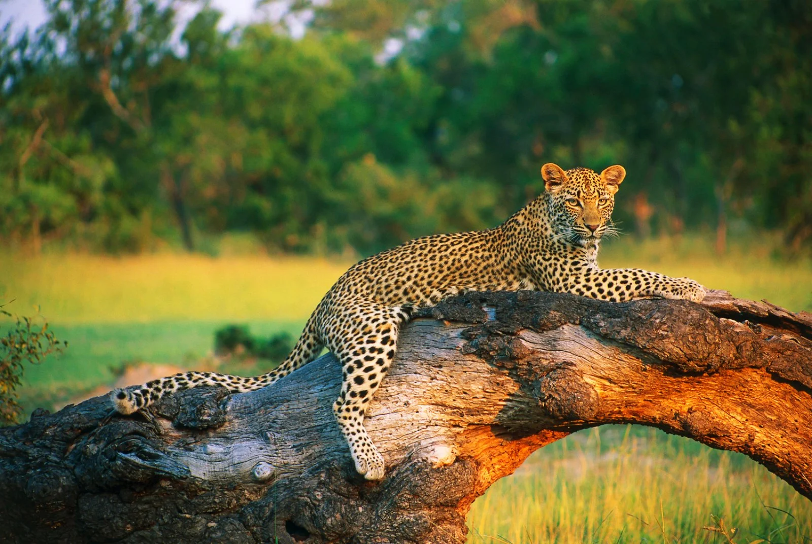 Città del Capo - Concessione Privata Parco Kruger