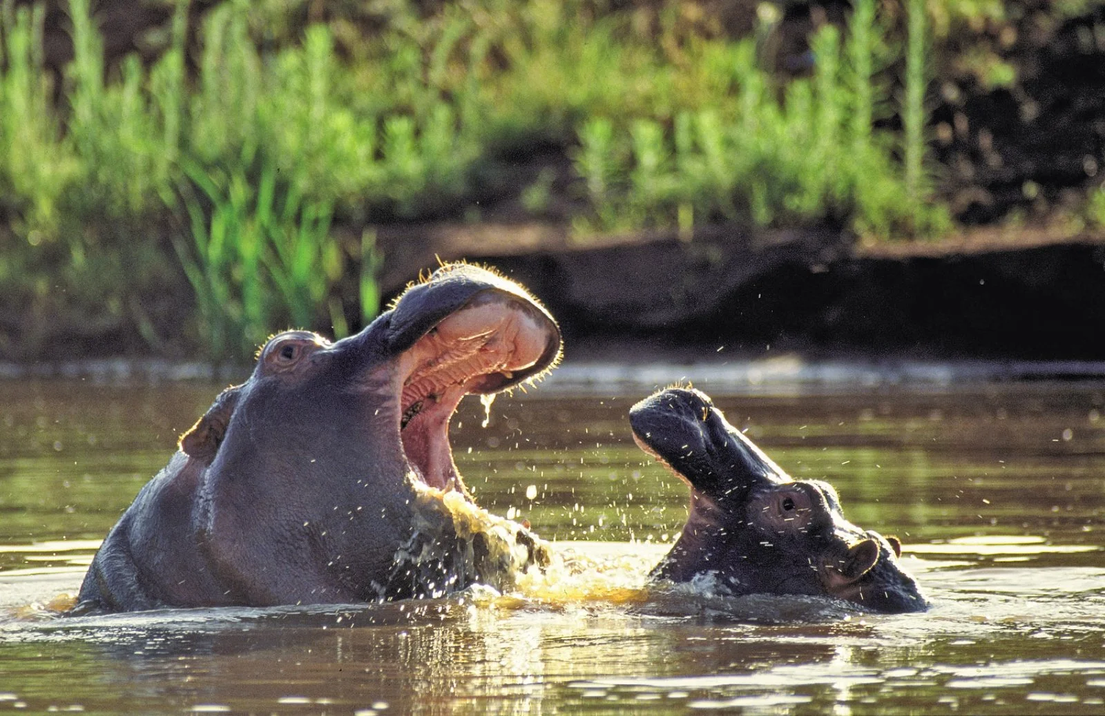 Concessione Privata Parco Kruger