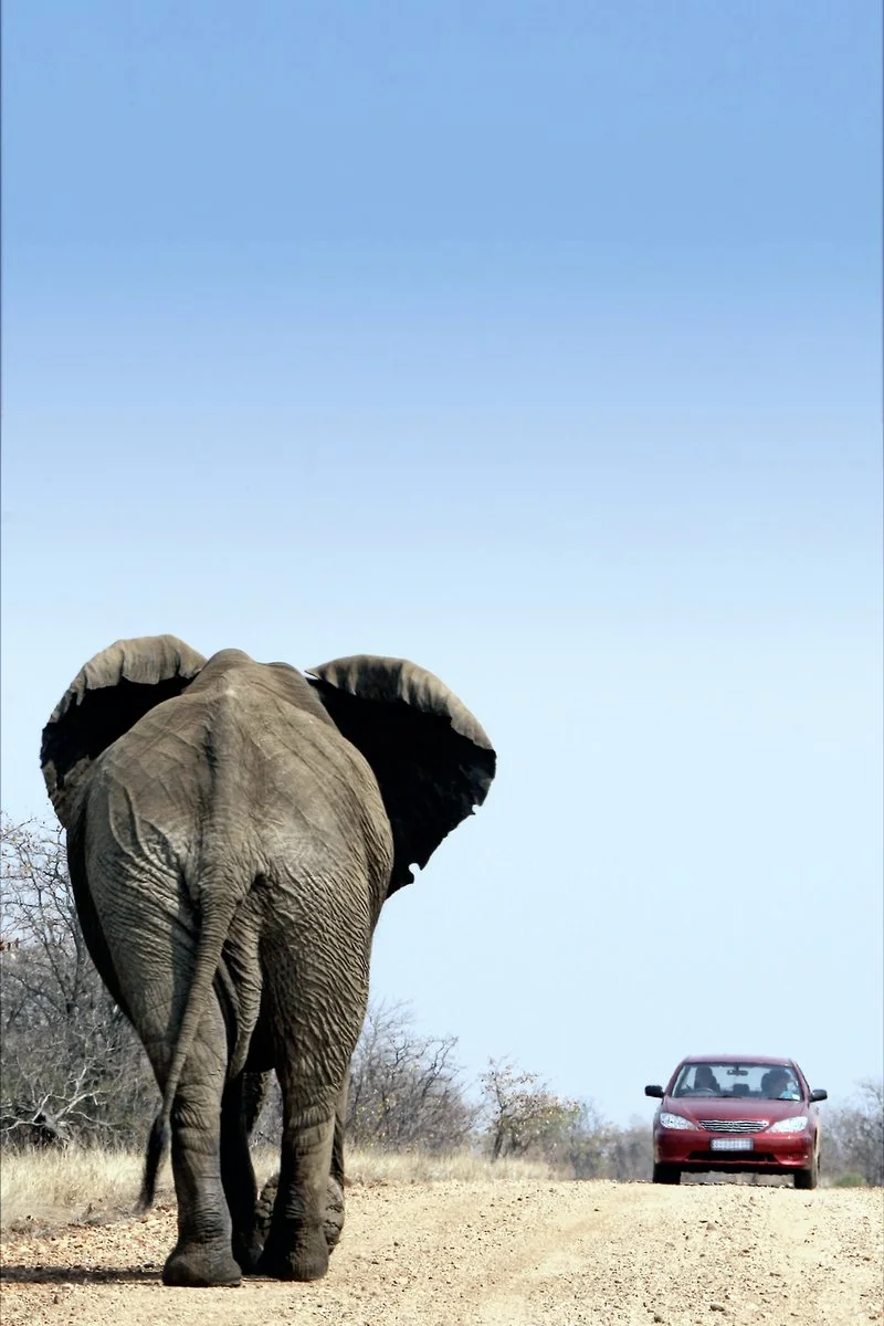 Mpumalanga - ”Elephant Whispers” - Johannesburg
