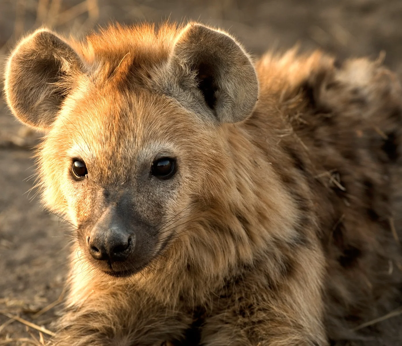 Concessione Privata Parco Kruger