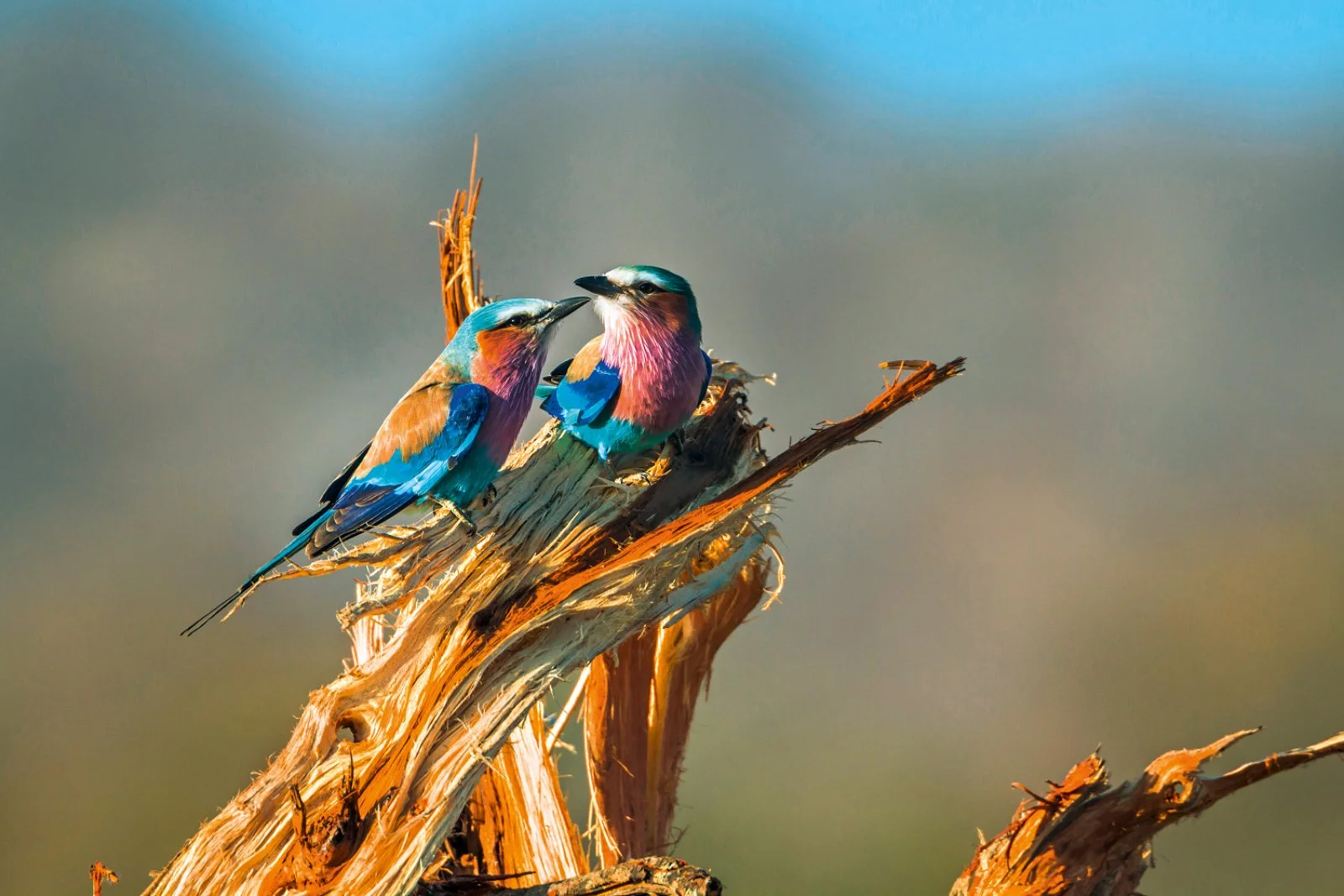 Concessione Privata Parco Kruger - Mpumalanga
