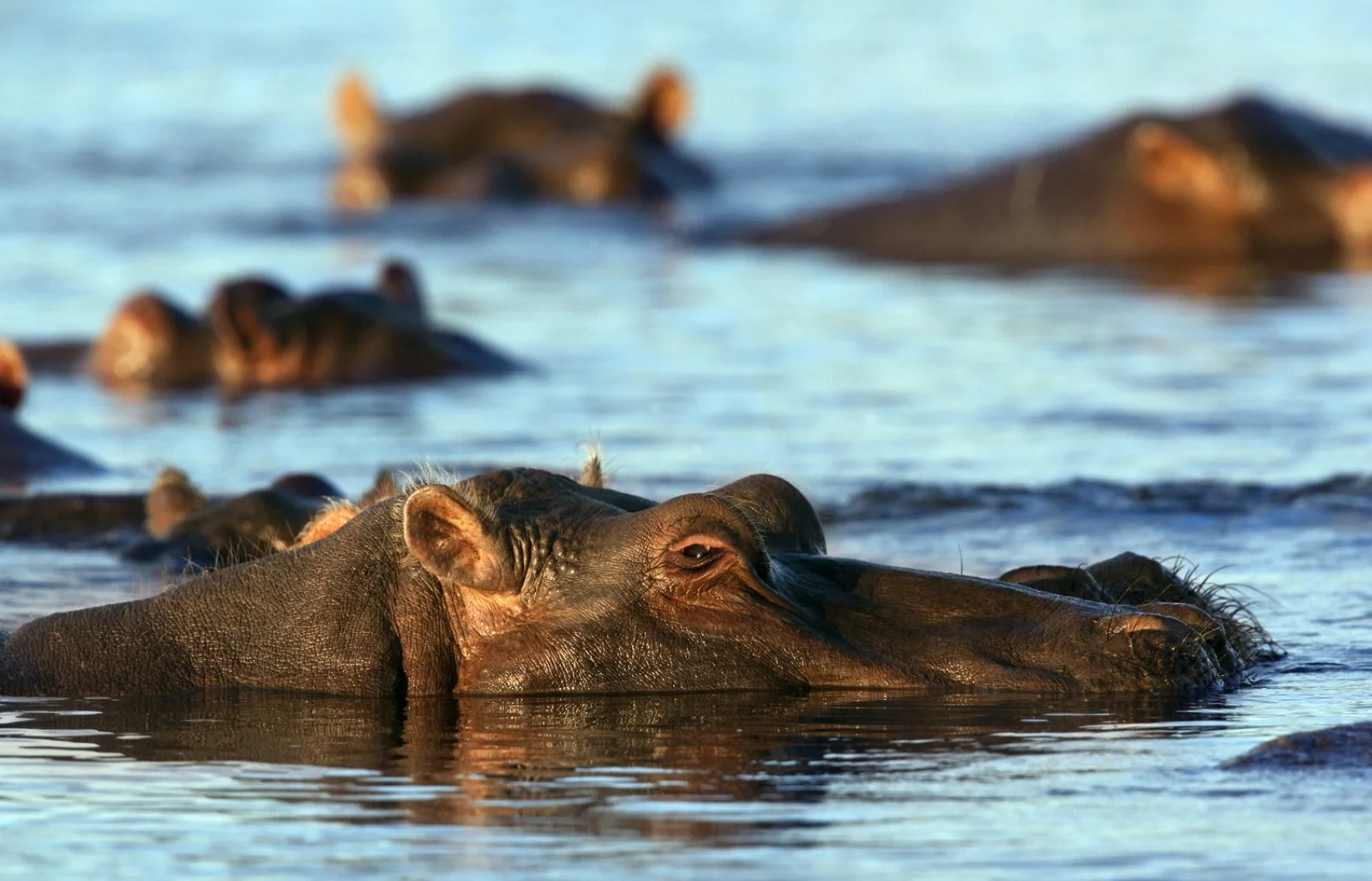 Parco Chobe - Cascate Vittoria - Johannesburg